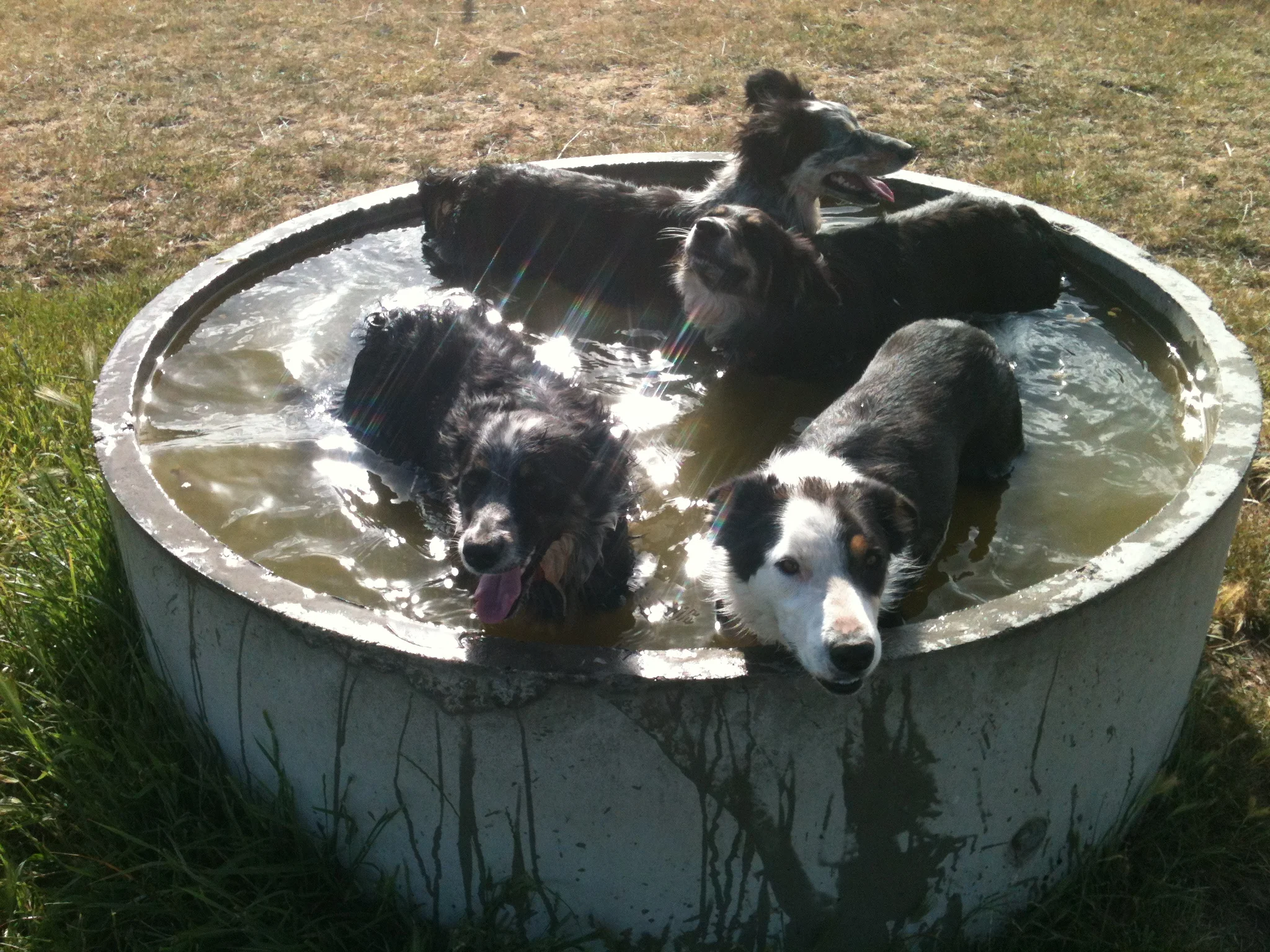 Cooling off after a big run, last summer. Jax and Joker in the front, Pearl and Jane behind.