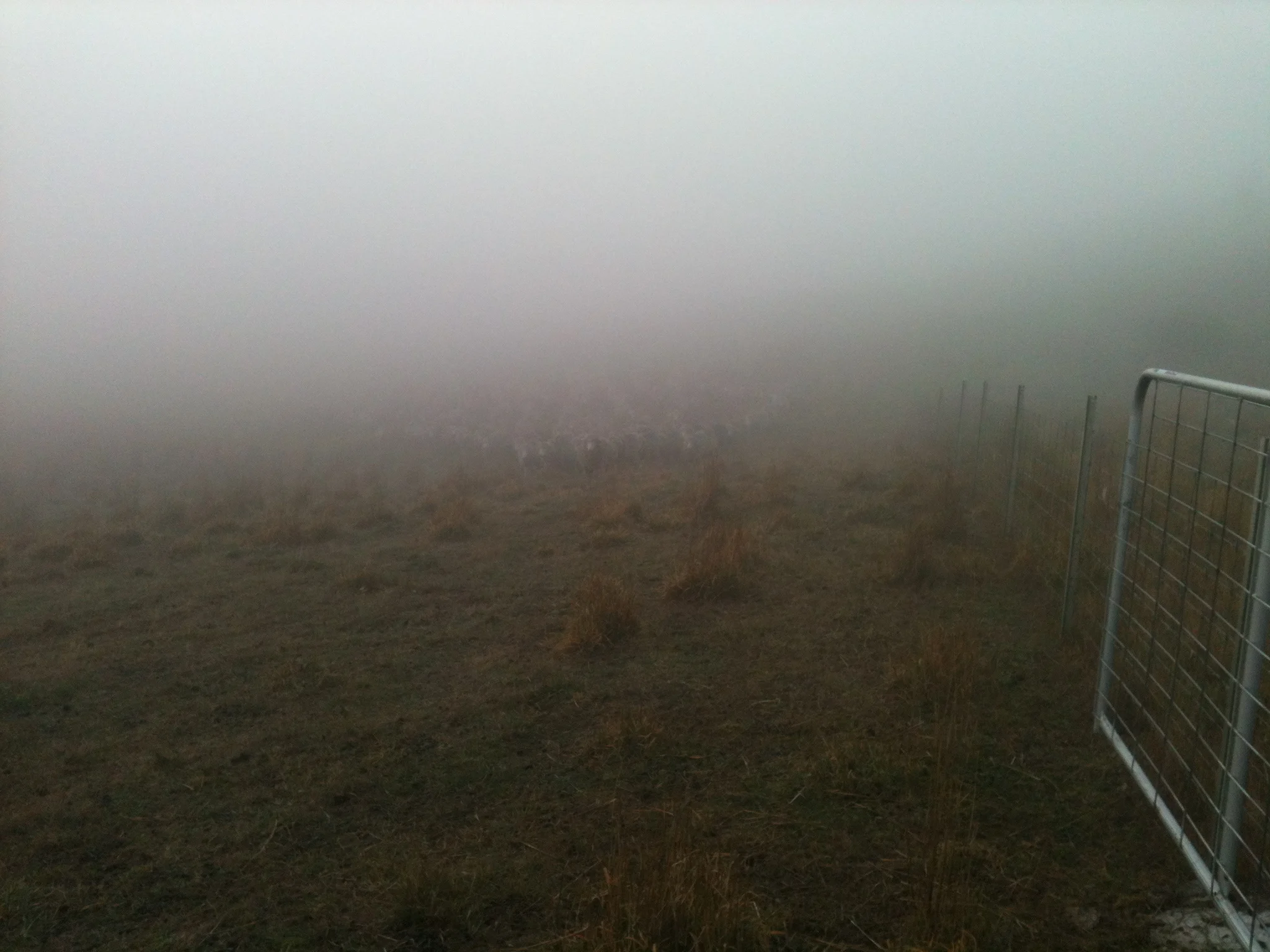 The flock coming to the bugle call through the fog, from about 300 m away. The dogs are in the Polaris–they didn’t play any role in getting the sheep to come to me at the gate.