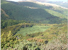 Hinewai Reserve. Regenerating native forest is edging out the gorse, which can’t germinate or survive in full shade. Maurice White Native Forest Trust.
