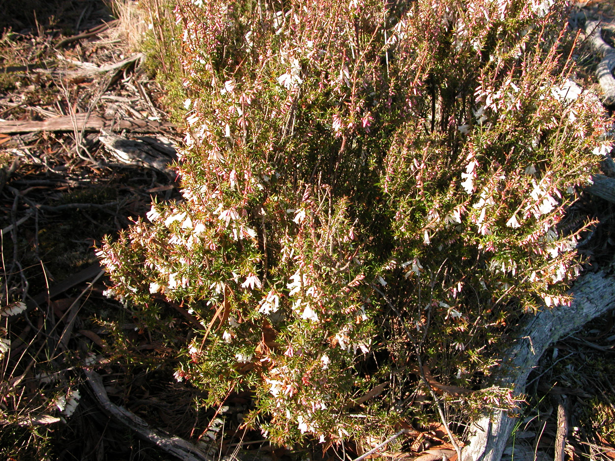 A lovely June surprise–a patch of peachberry heath in full bloom!