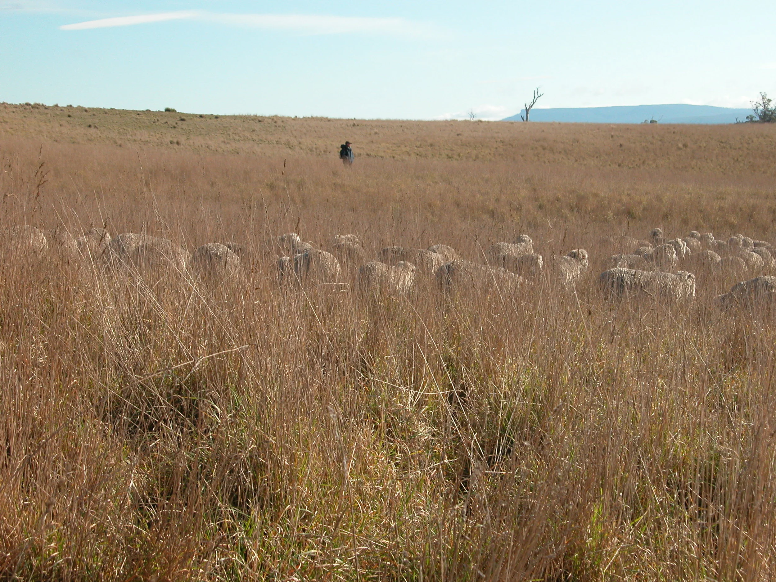 Lyn Heenan holding the boundary line as the flock grazes a very thick stand of cocksfoot.