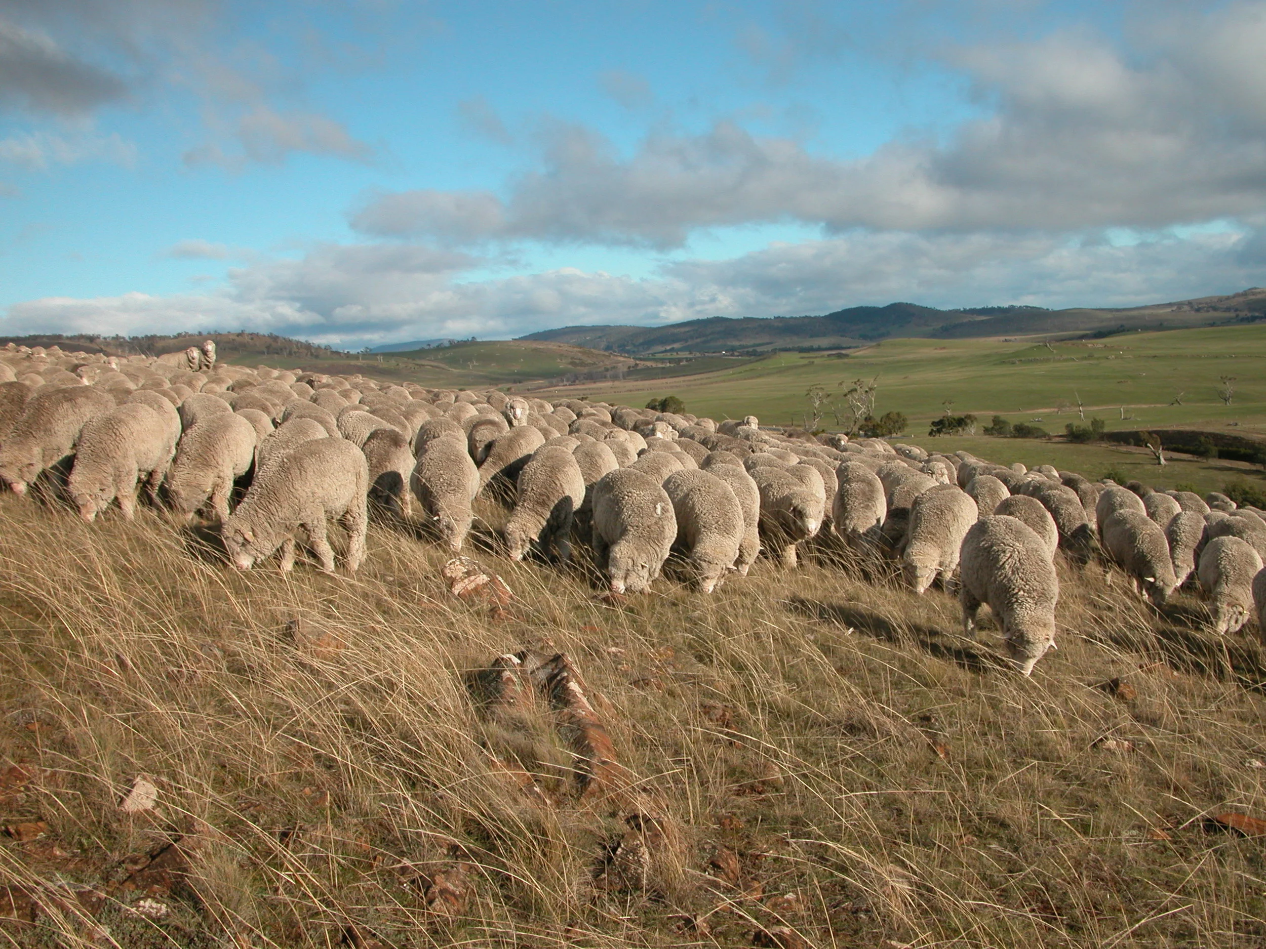 Grazing across a hillside of predominantly native grasses, coarse and fairly dry, but still popular.