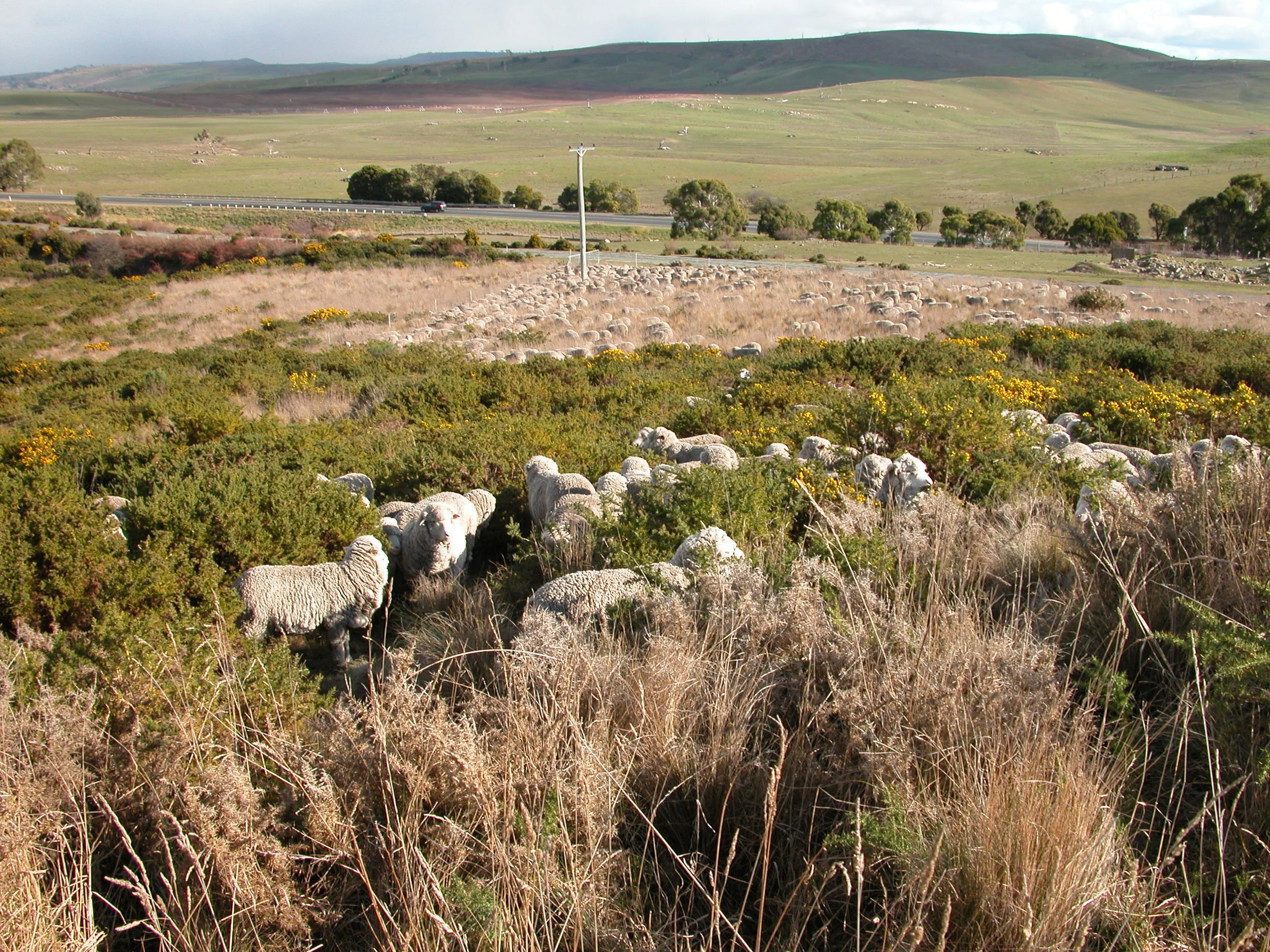 The flock exploring a nearly inaccessible corner of one of the reserves, and making good inroads on the gorse.