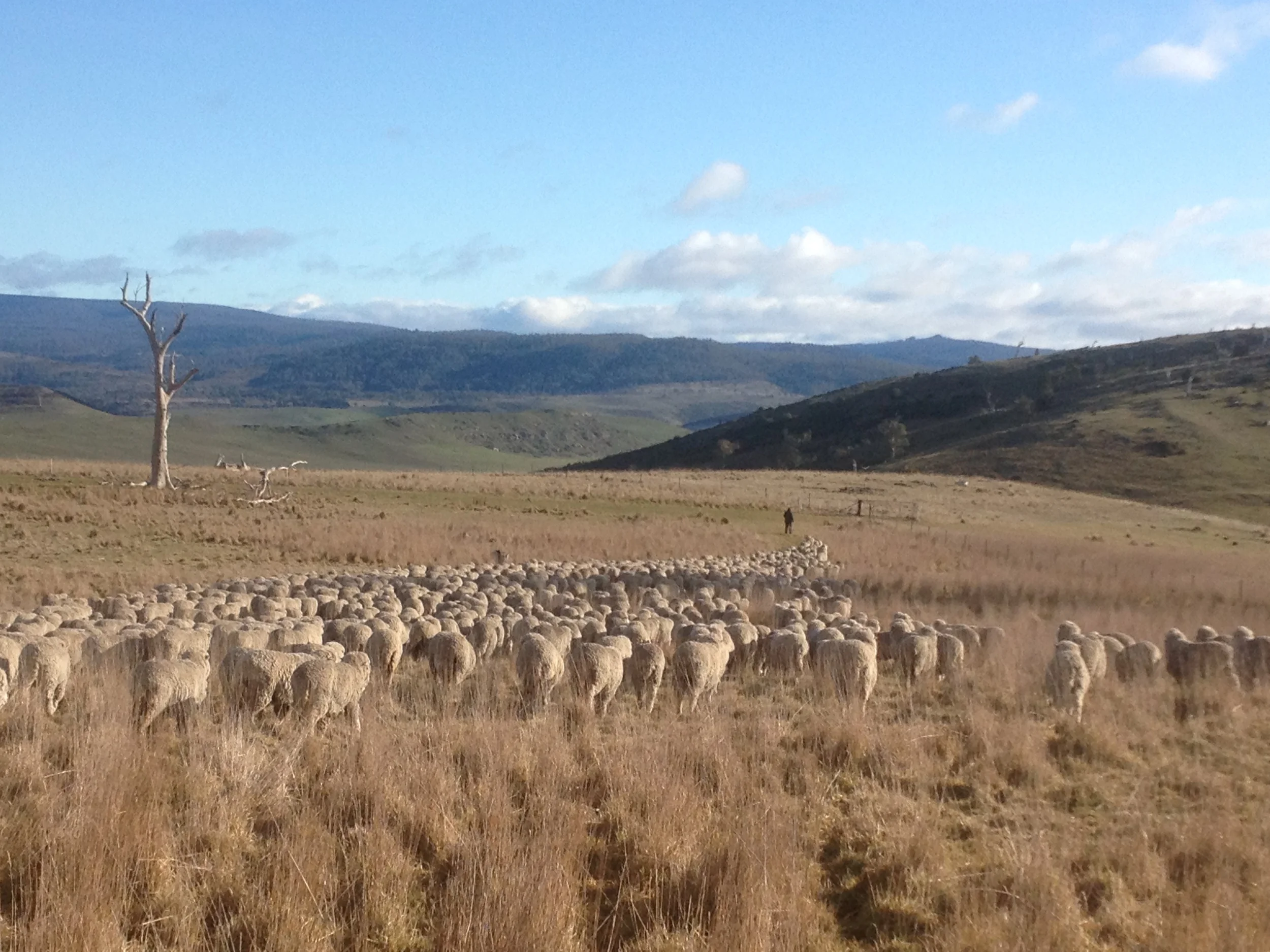Leading the flock out of the overnight paddock on a frosty morning (photo courtesy of Lyn Heenan)