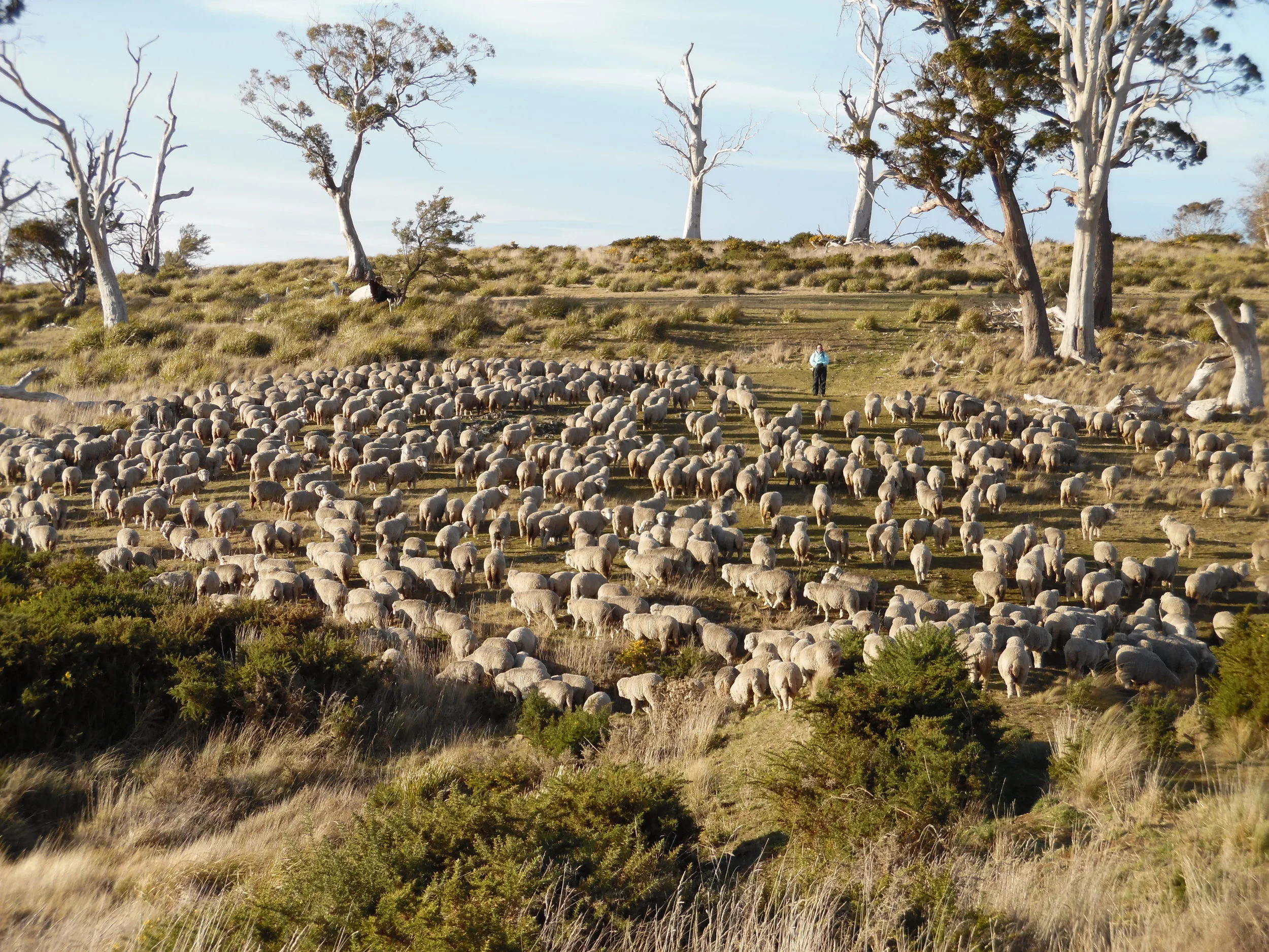 After a long mid-day rest, moving back toward the overnight paddock in the late afternoon sun. (photo courtesy of Lyn Heenan)