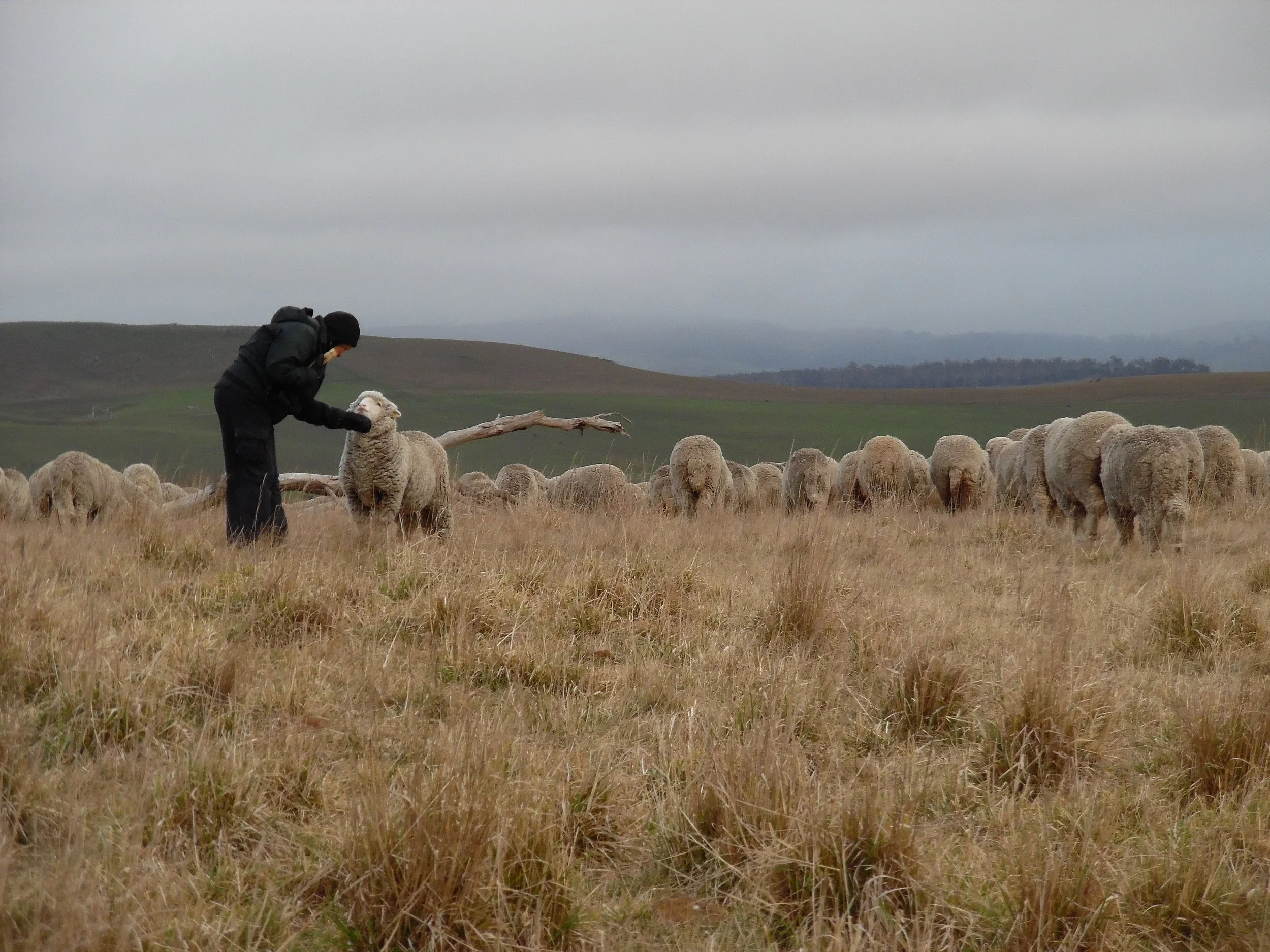 Clara getting a chin-rub from me on a gloomy, blustery morning. (photo courtesy Lyn Heenan)