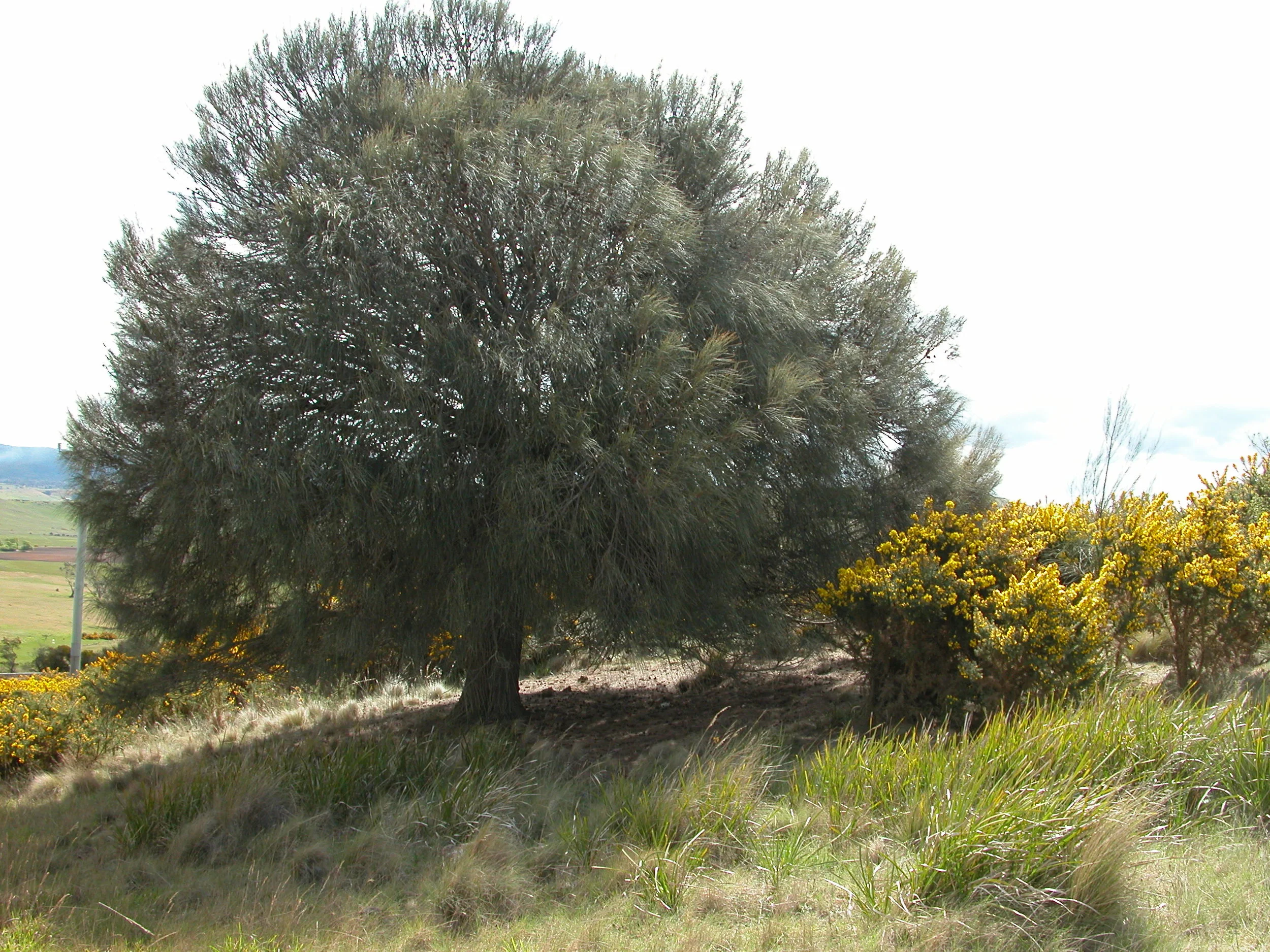 A mature she-oak, with gorse nearby, but none in its shade. You can just make out a few she-oak saplings in the background. There are literally thousands of them now, as I’ve severely limited grazing in this area for a decade.