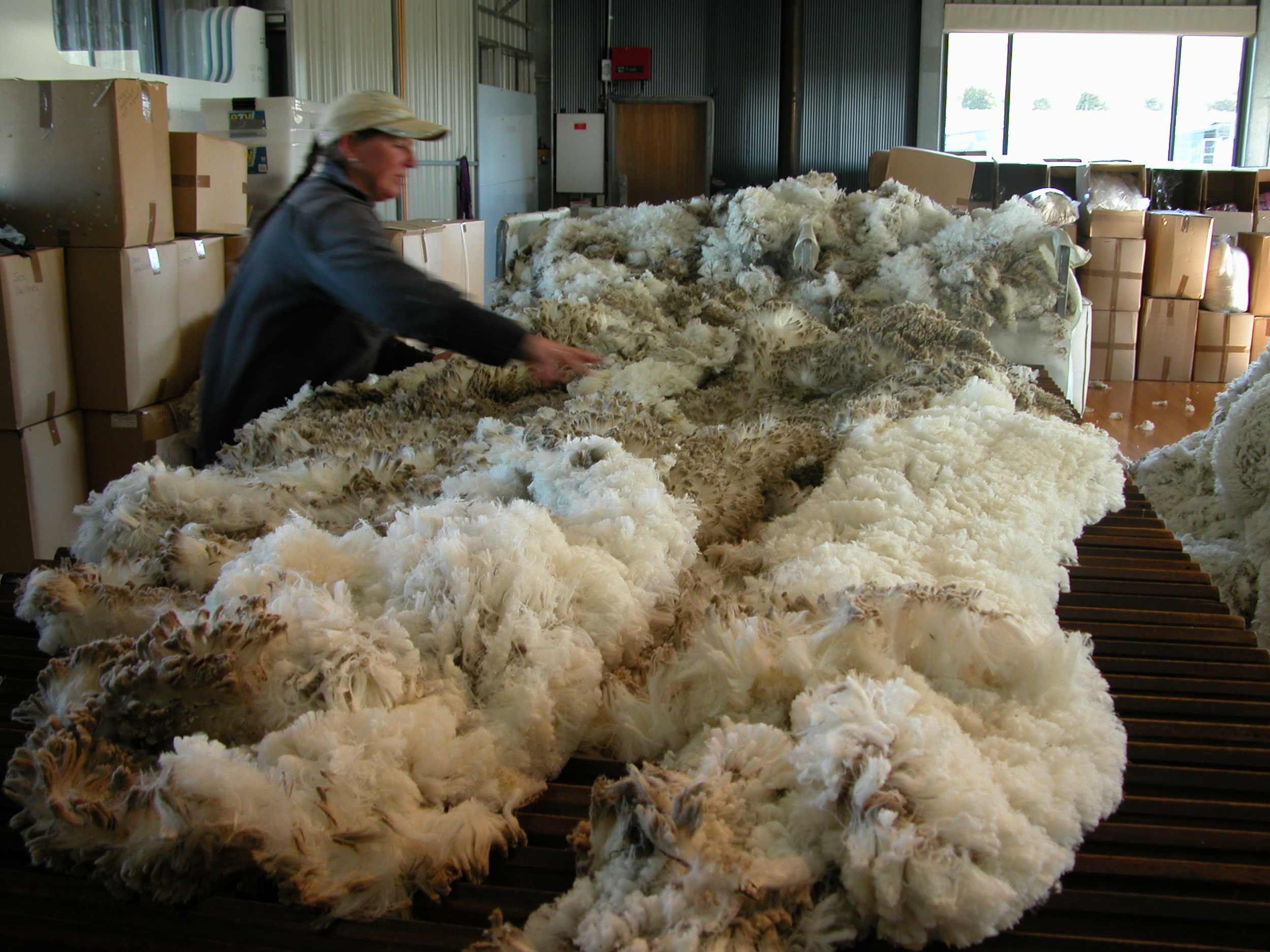 One of those 3-inch thick winter coats hitting the wool table. Karen fish is starting the process of “skirting”–removing the edge bits that don’t process well into yarn.