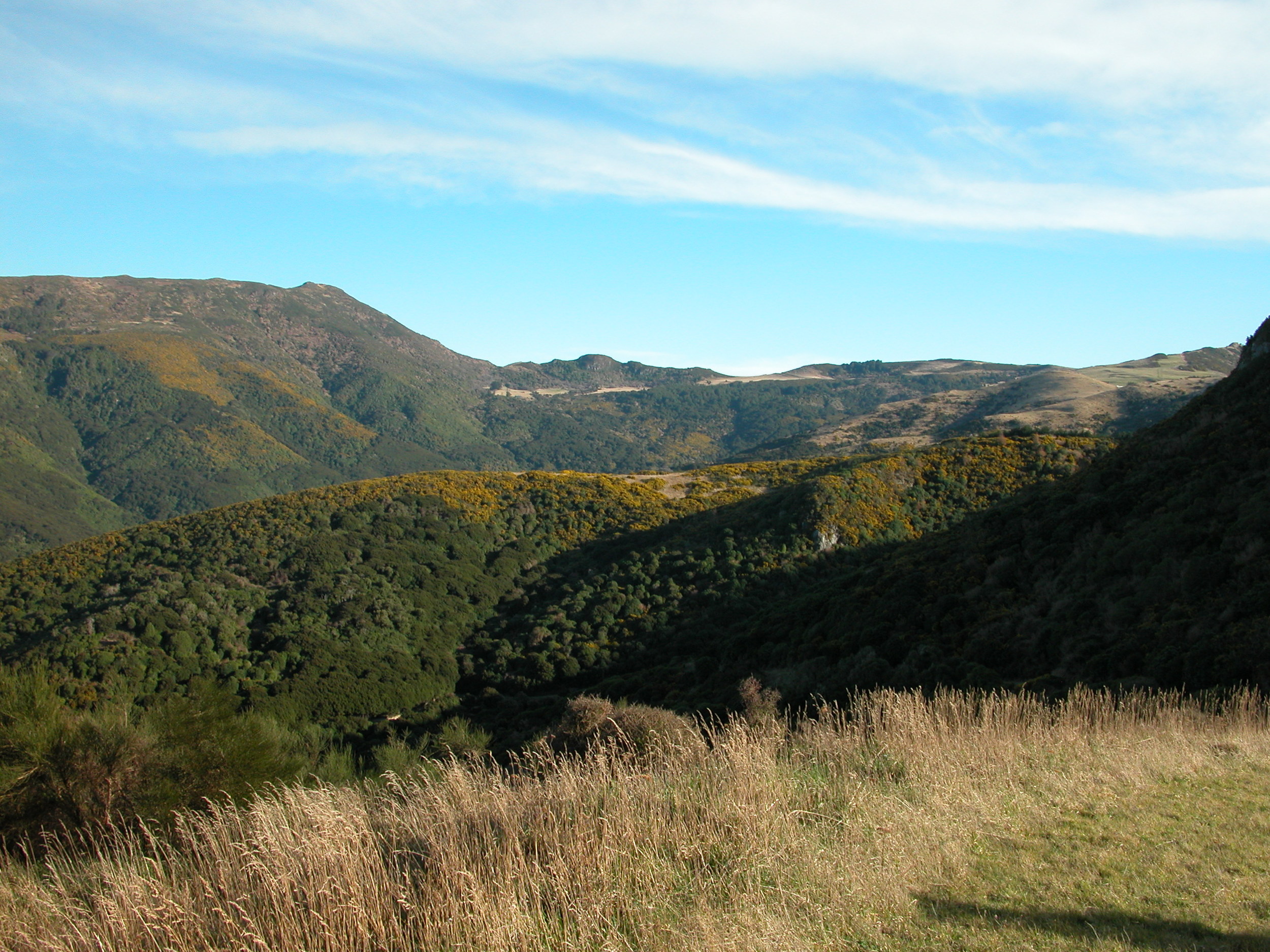 Looking across Hinewai valley. The yellow bits are gorse in bloom, while the dark green is all regenerated native bush.