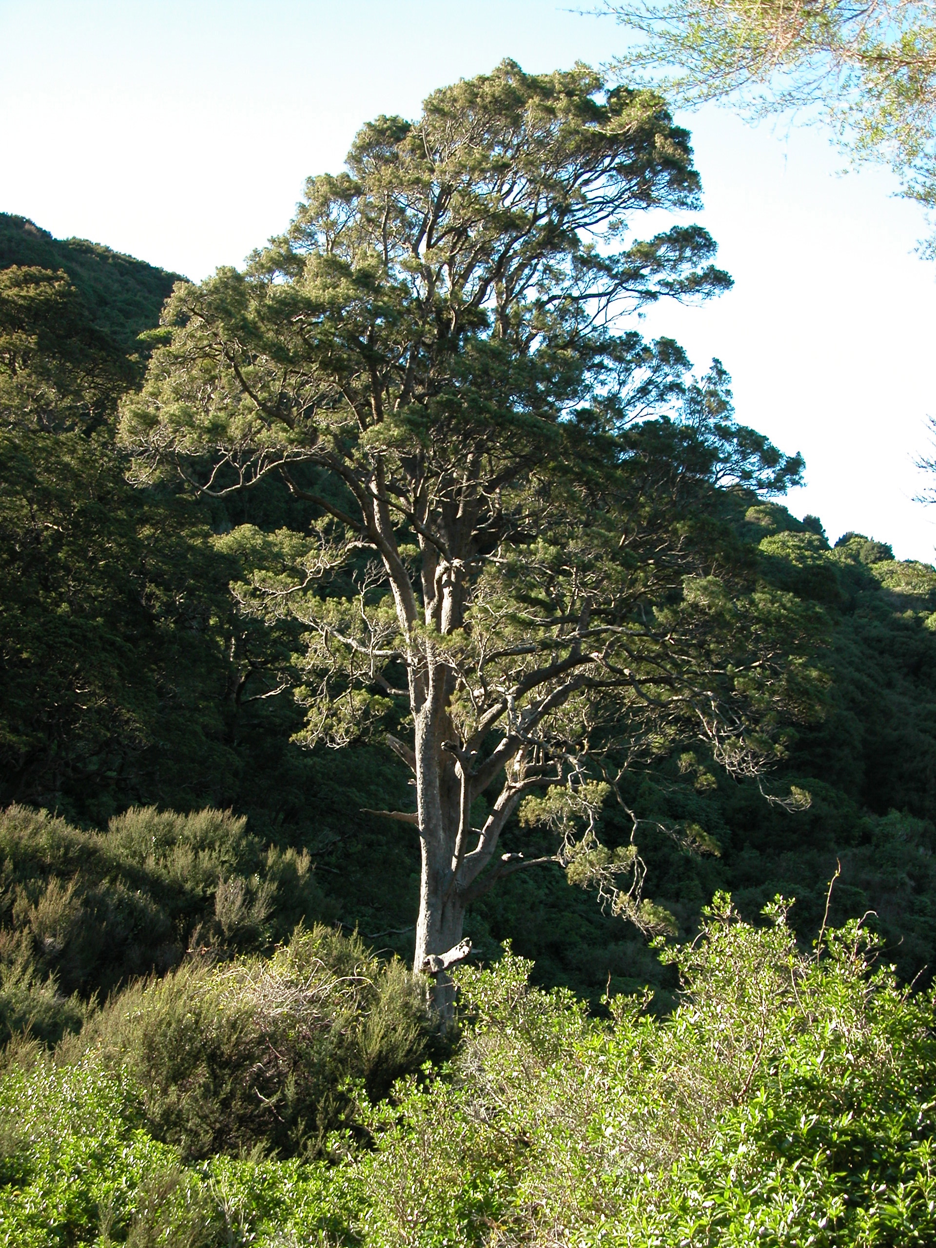 An old-growth Kahikatea (white pine) in the valley of Hinewai