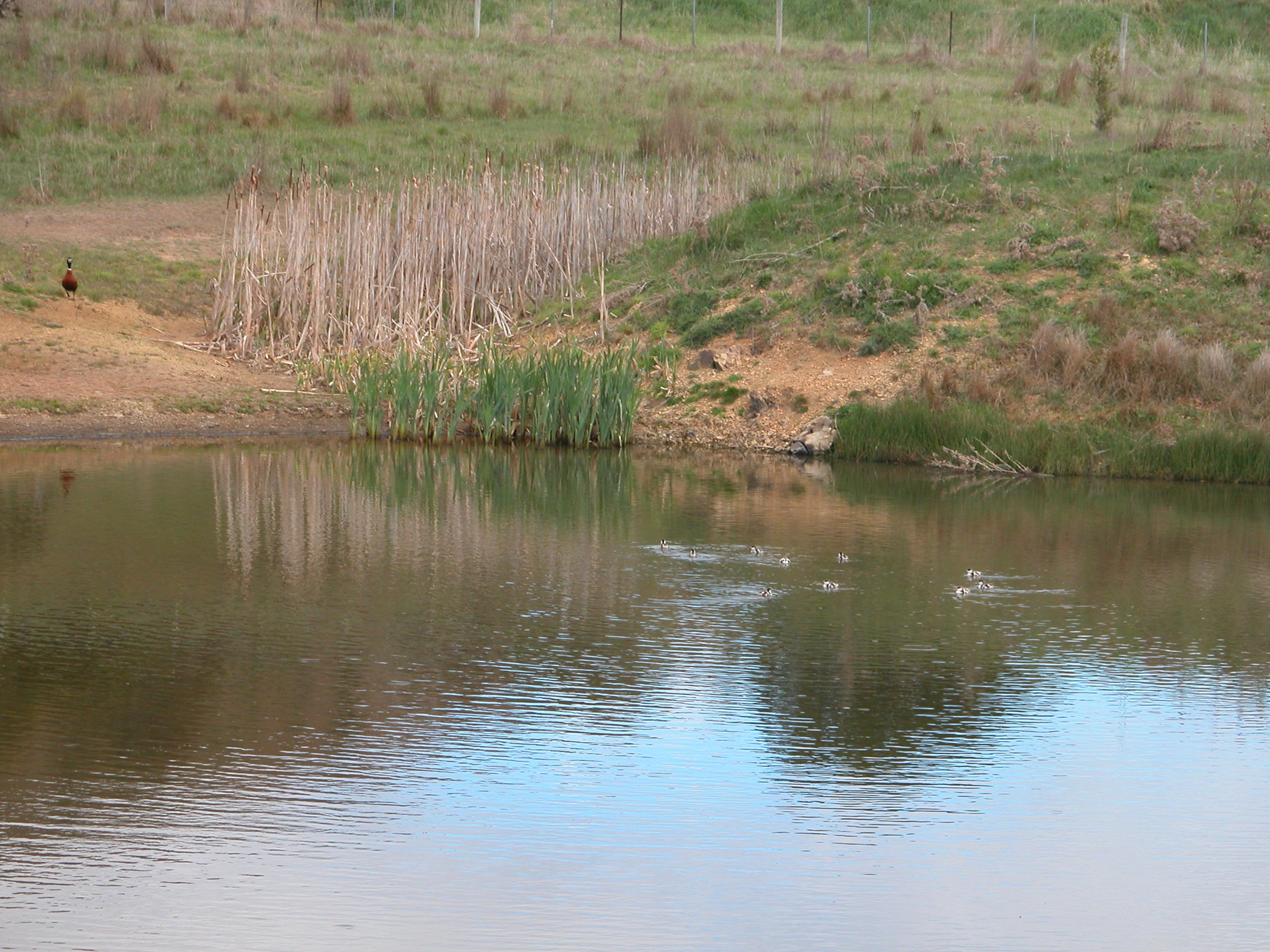 Mama mountain duck frantically calling her brood away from me, to little effect. Imagine how hard it must be to get 10 children to listen to you and do what you are asking them, especially if they’re in danger!
