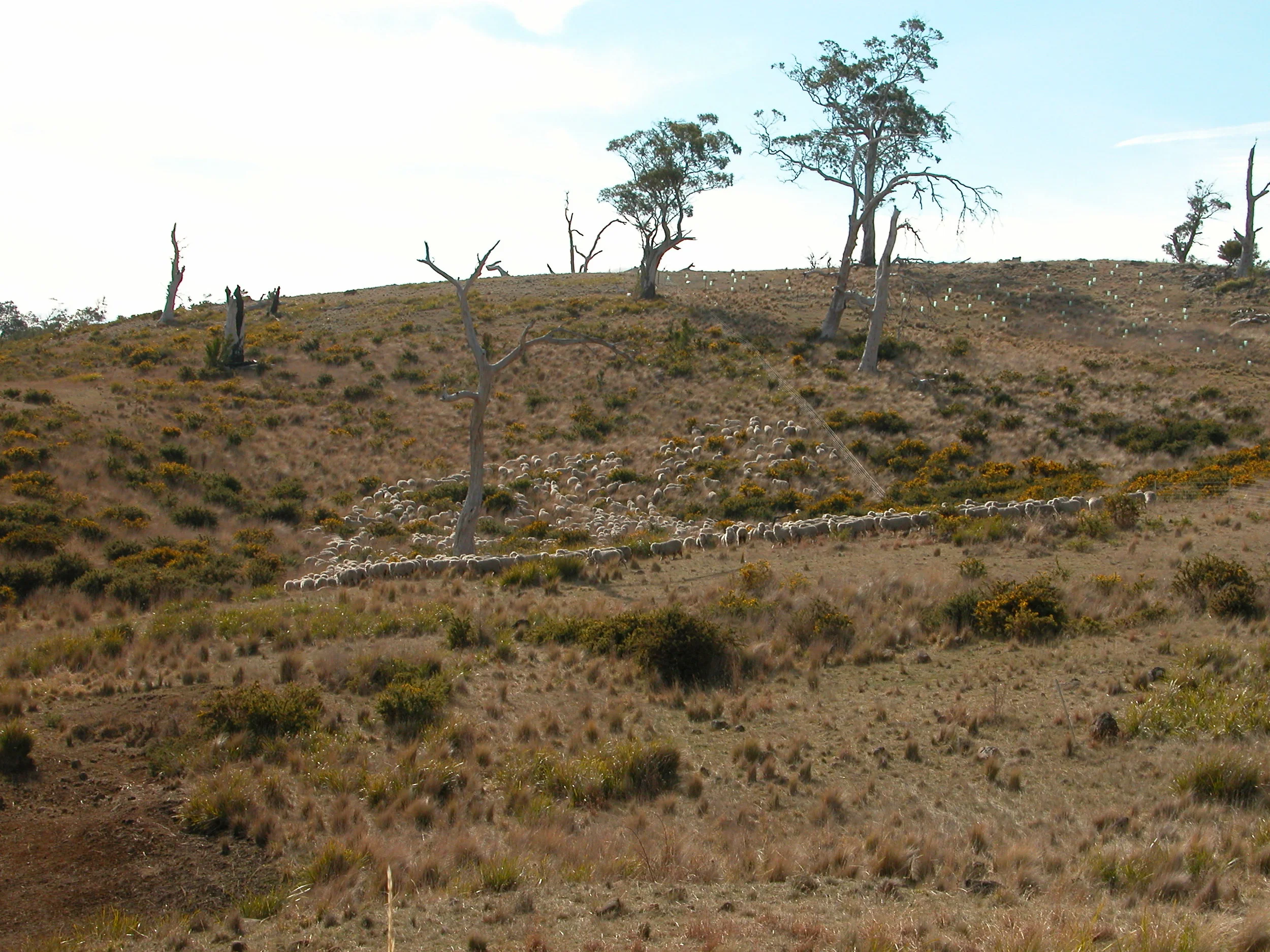 The flock taking itself through a particularly gnarly bit of gorse and long grass