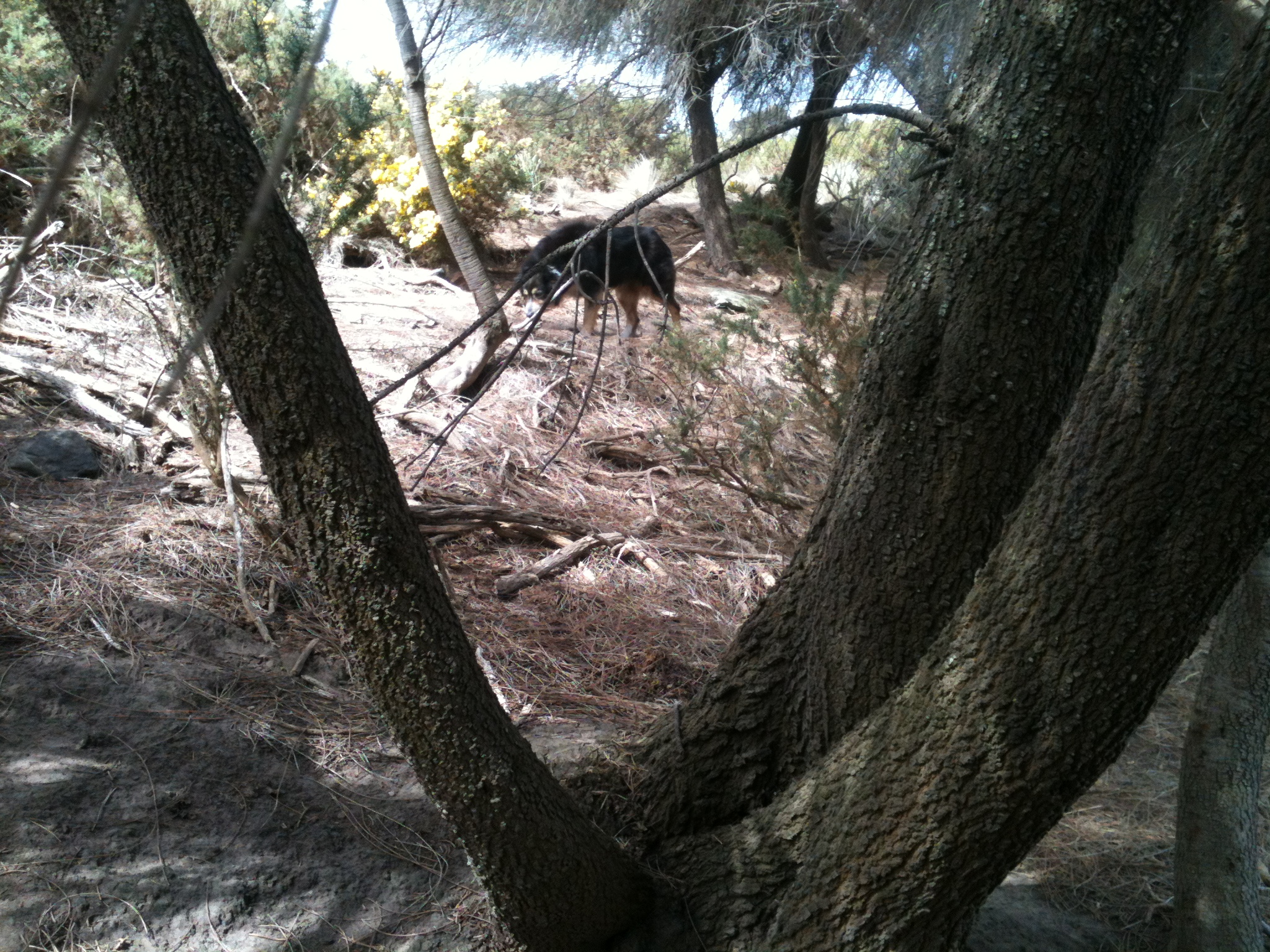 A recent photo of gorse dying out under the she-oak (casuarina) canopy. See the previous Yarn (Trip Report) for the full story.