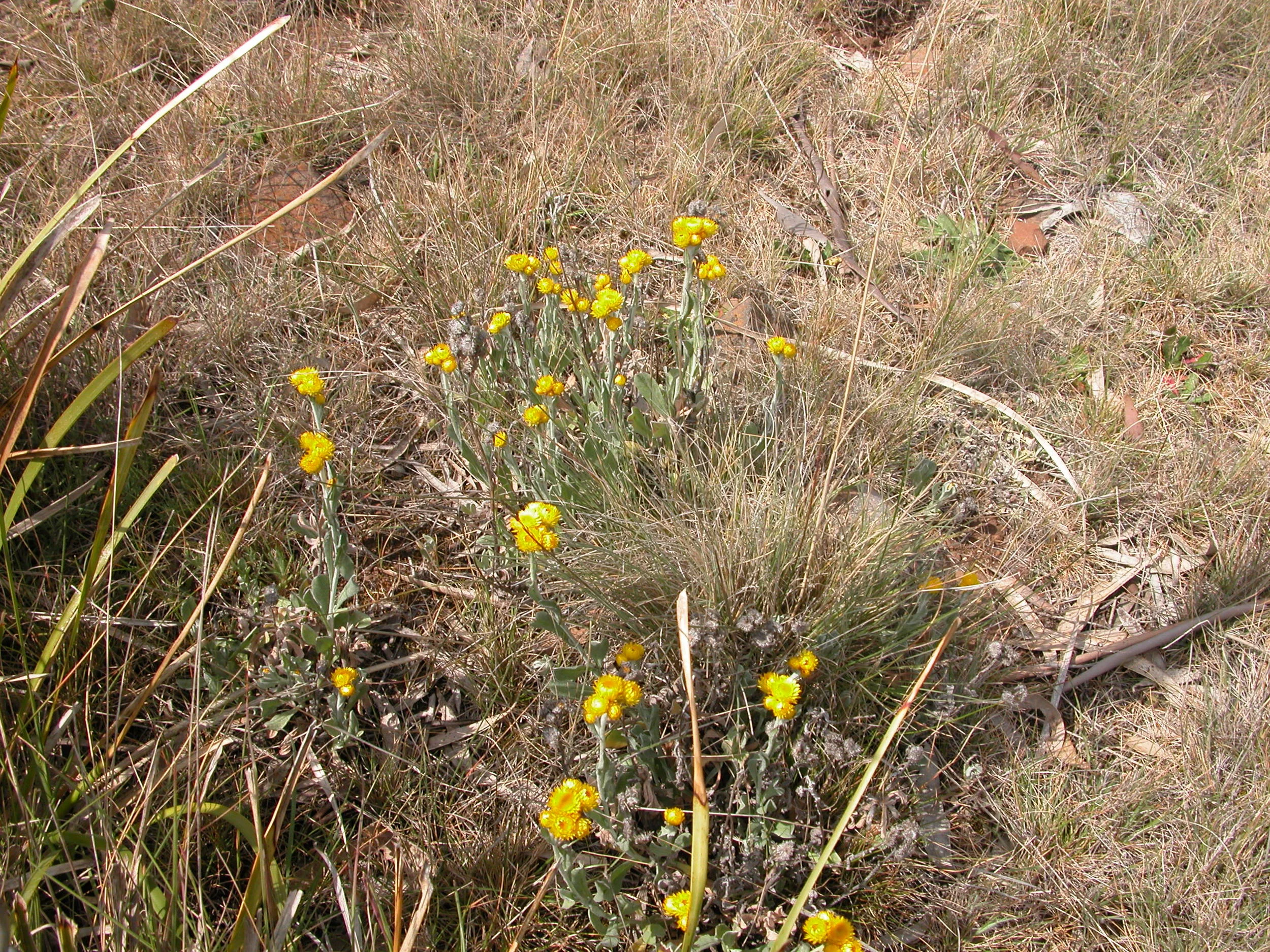 Common everlasting (chrysocephalum apiculatum)–inspiration for the WGW wool of the same name.