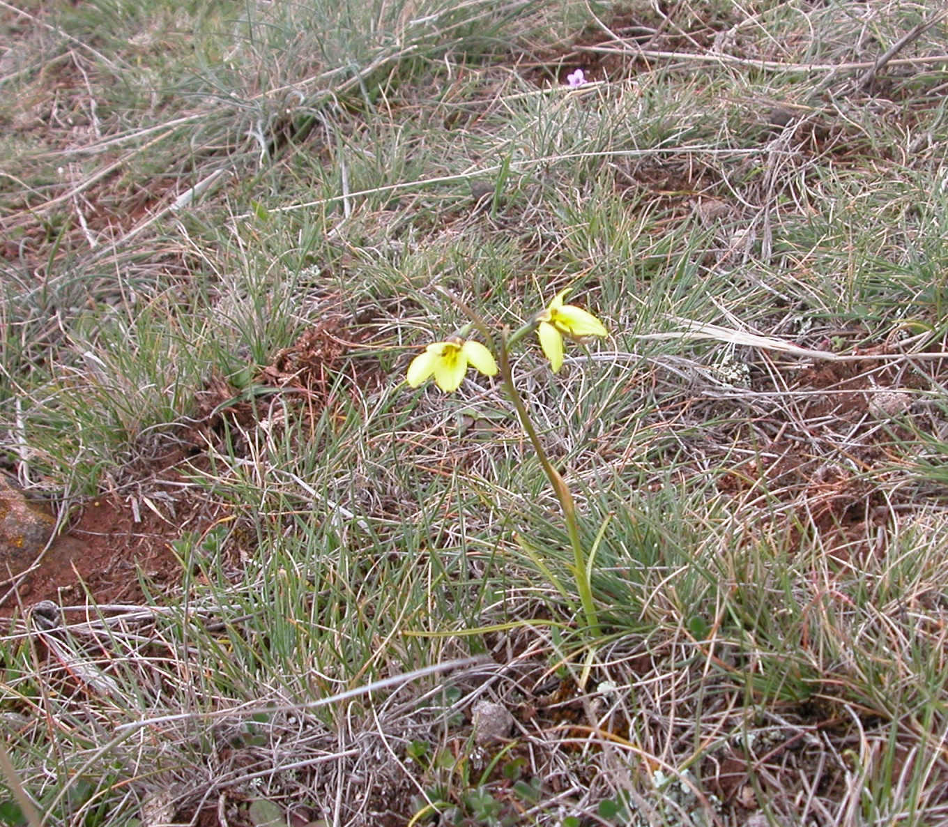 A new-found tiny orchid: Common golden moths (diuris chryseopsis) among wallaby grass in the Back Gully reserve.