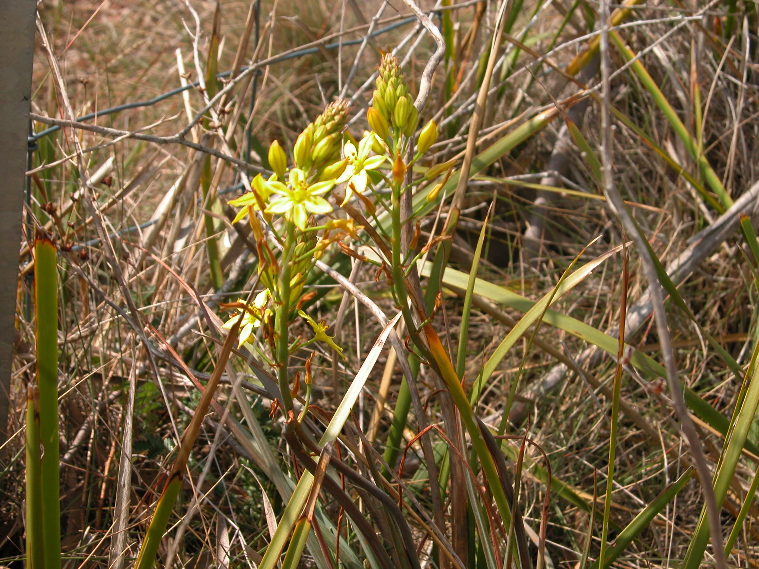 Bulbine lillies (bulbine glauca)–a favourite tidbit of my sheep. These are growing just inside a reserve fence.