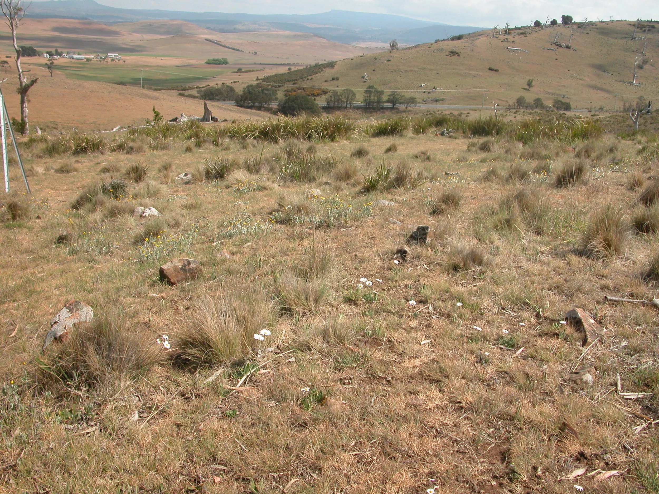 Common everlasting in the landscape, with wallaby grass, cutting sags (lomandra longifolia), and giving you some perspective on the state of the southern midlands hills.