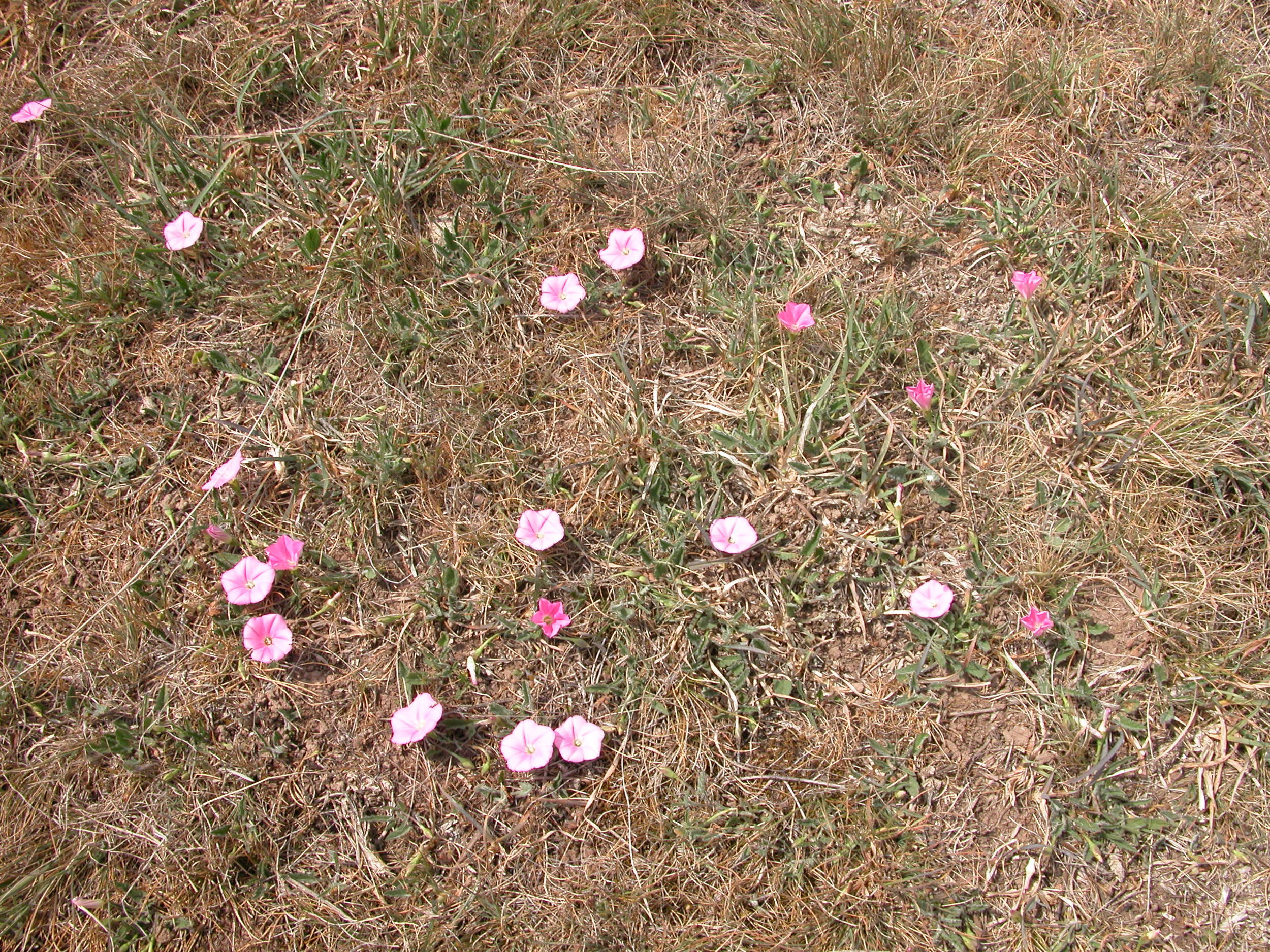 Blushing bindweed (convolvulus erubescens). I love the splash of colour across the otherwise sere hillside.