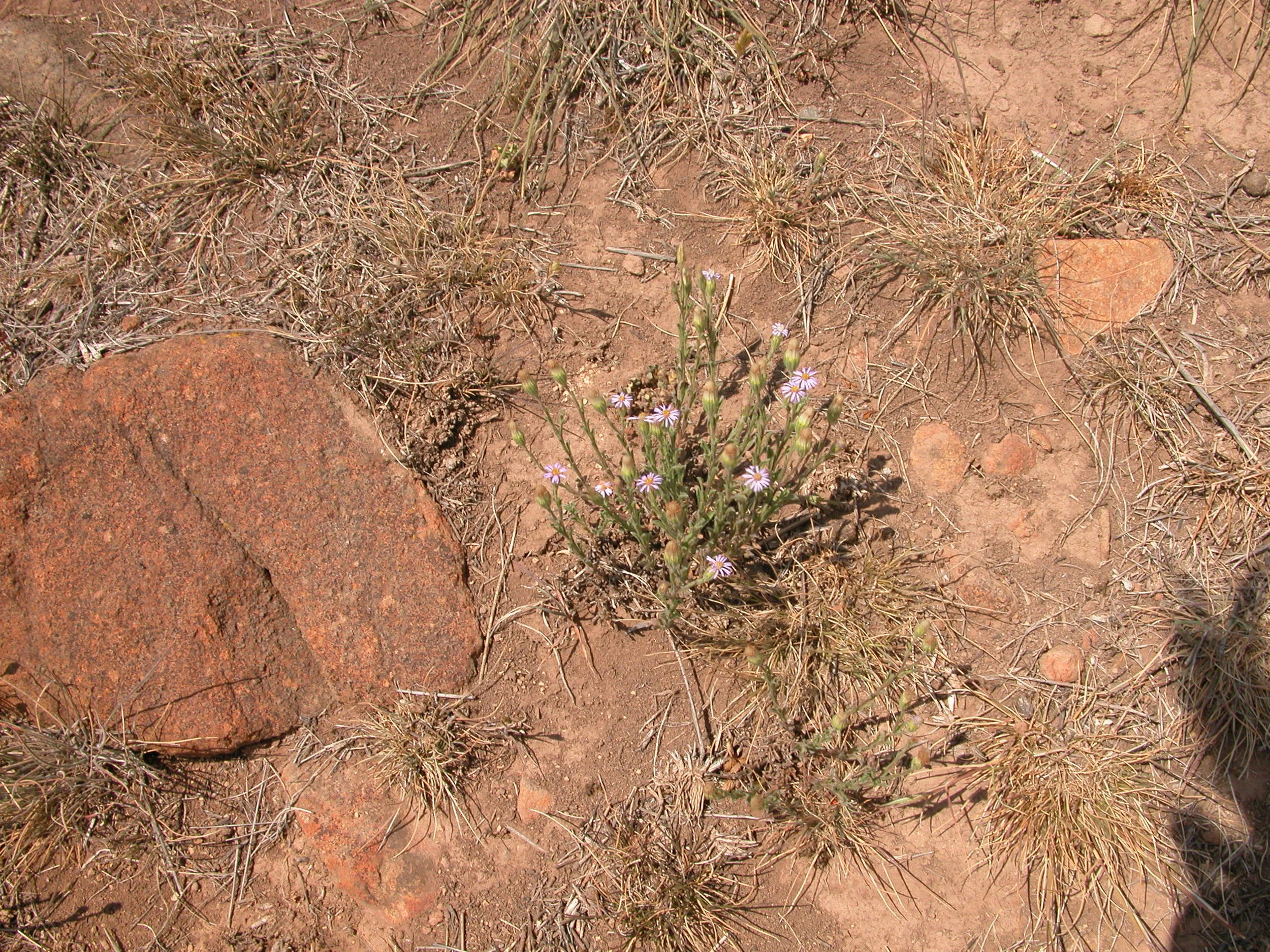 Woolly new holland daisy (vittadinia gracilis). This threatened species is abundant on my dry, north-facing hillside near the quarry and Forest. This is the hillside I came down, on my side of the fence, with the wether on the other side.