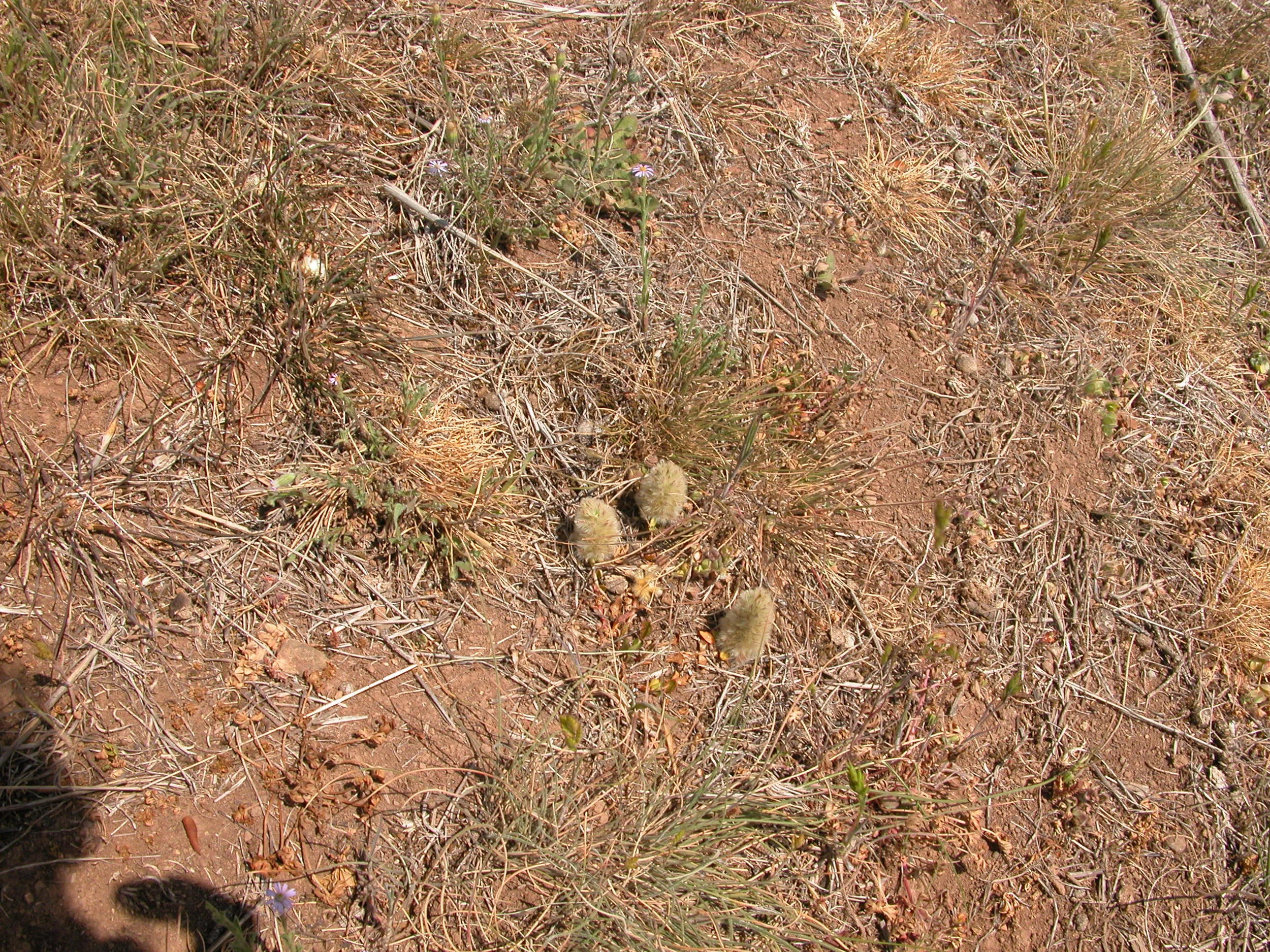Pussytails (ptilotus spathulatus). Just what they sound like, darling little puffs of fluff on the dry ground.