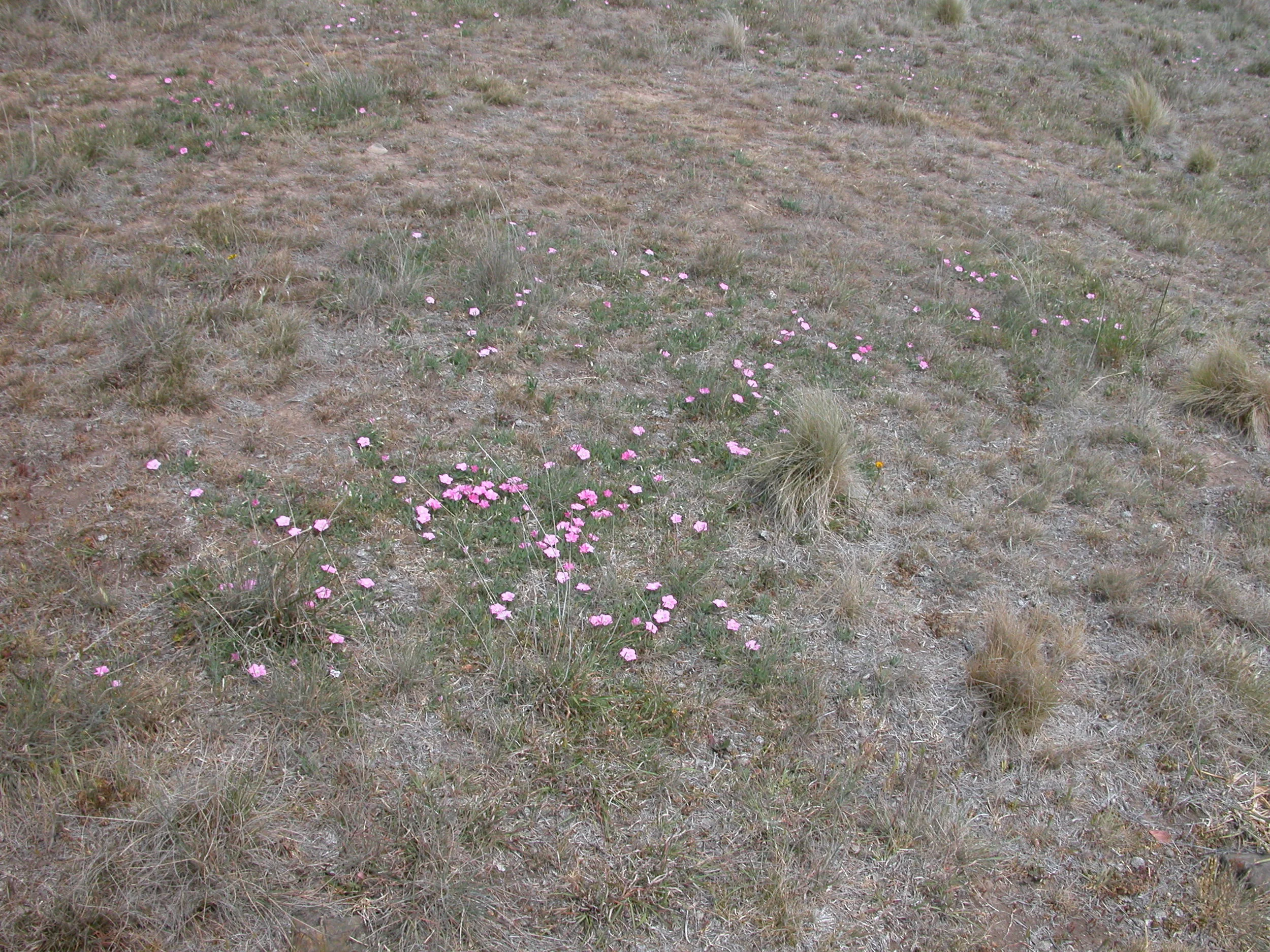 Another spread of convolvulus on the same hillside as the new holland daisies.