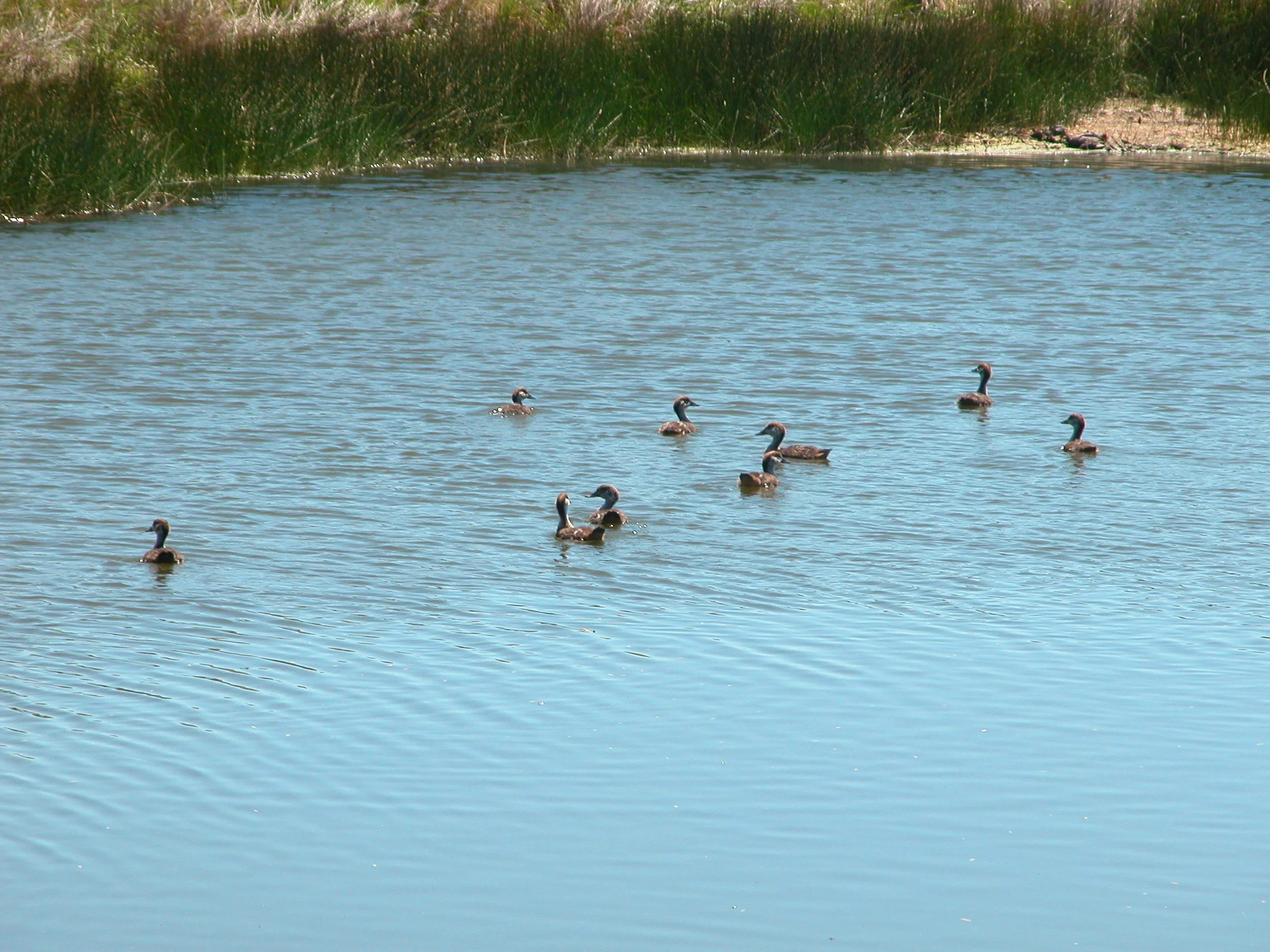 The last sighting of the mountain duck clutch December 3rd. Mama is just out of the frame, calling them madly to her. You can see how much notice they are taking!