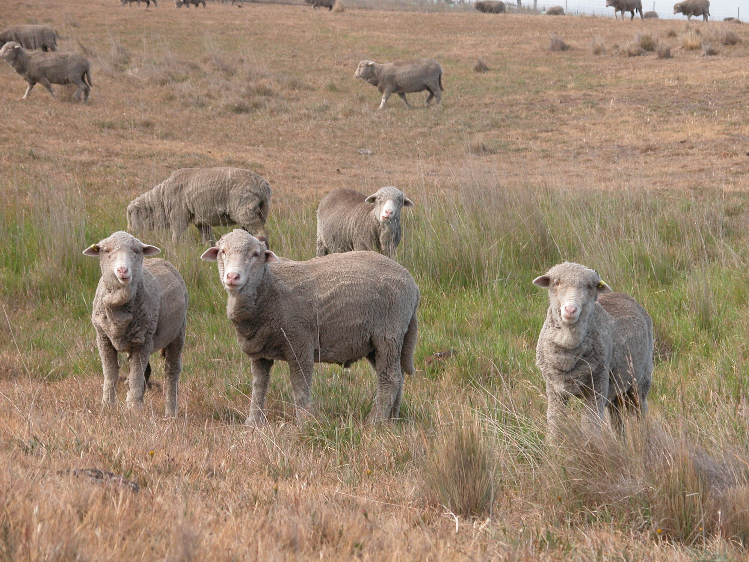 A few of the kids enjoy one of the pockets of green still left on the place at the end of November. These are all in areas where seasonal streams or soaks can be found, so there is still a bit of soil moisture to help the growth along.