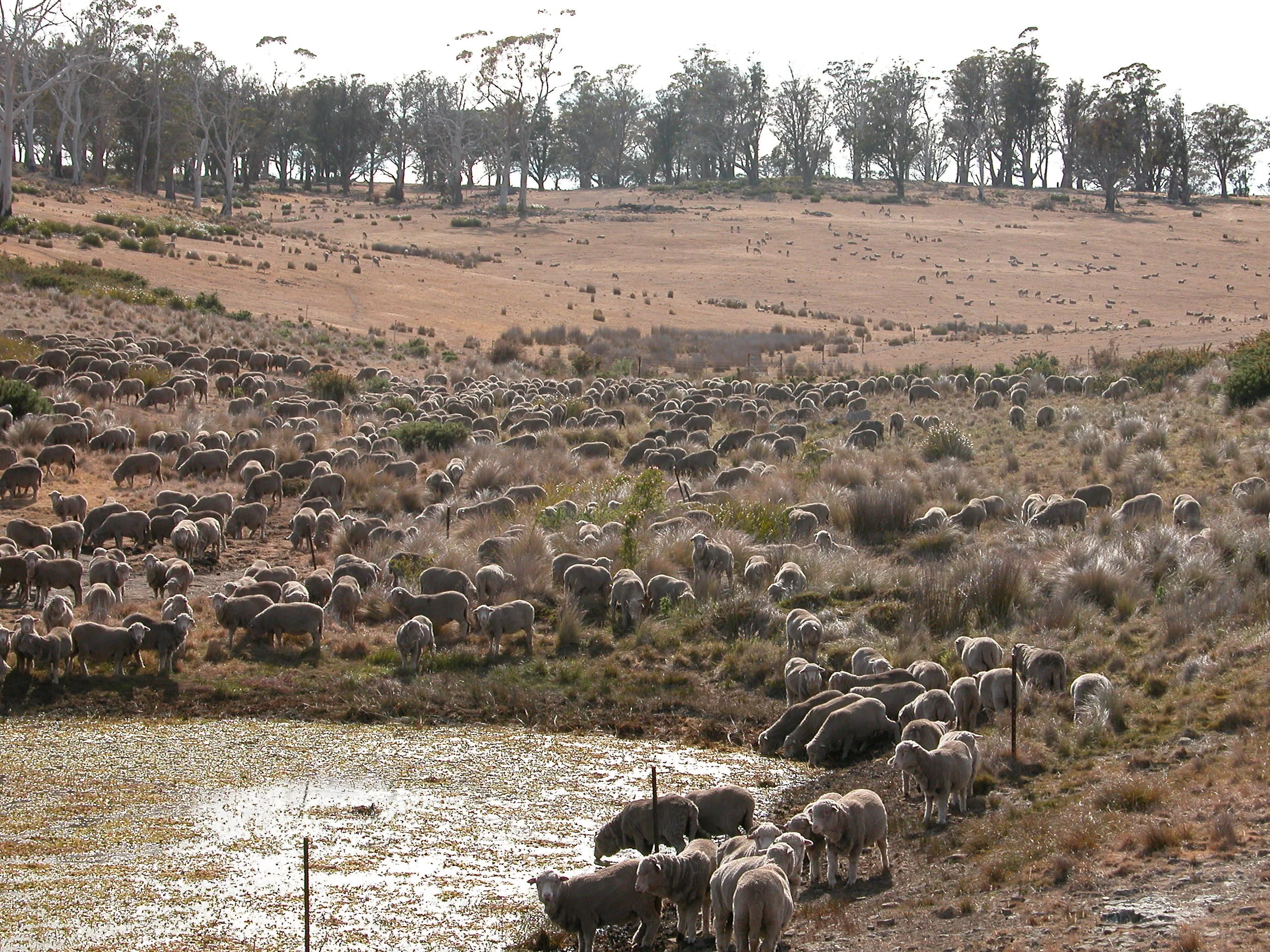 The spring in the Back Gully reserve is no longer making up–the water table has now dropped, and in fact I’ve switched to my Oatlands town water supply for livestock water. (At home and in the dog kennels I’m still using rainwater I capture from the woodshed roof–my 20,000 gal tank is about ⅓ full). In the background is the neighbouring property, to give you an idea of what the landscape looks like through most of our area. This photo was taken December 14th. DSCN0020