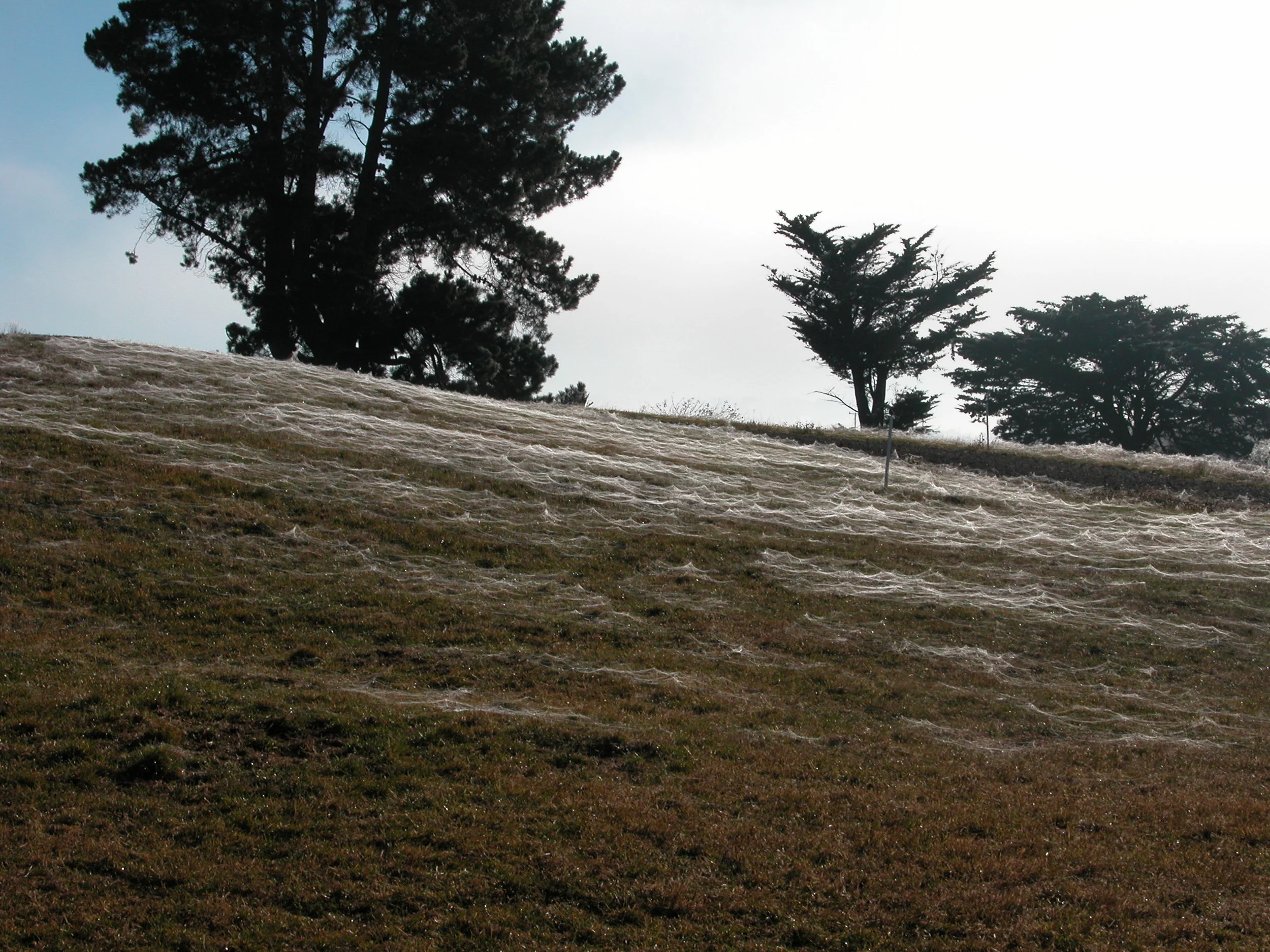 Spider webs masquerading as snow in April of 2006. I tried to take a photo a couple of days ago–we had a mildly foggy morning, but there was only one web in sight, and it was fairly pathetic, so I thought I’d give you the prettier pictures from better years.
