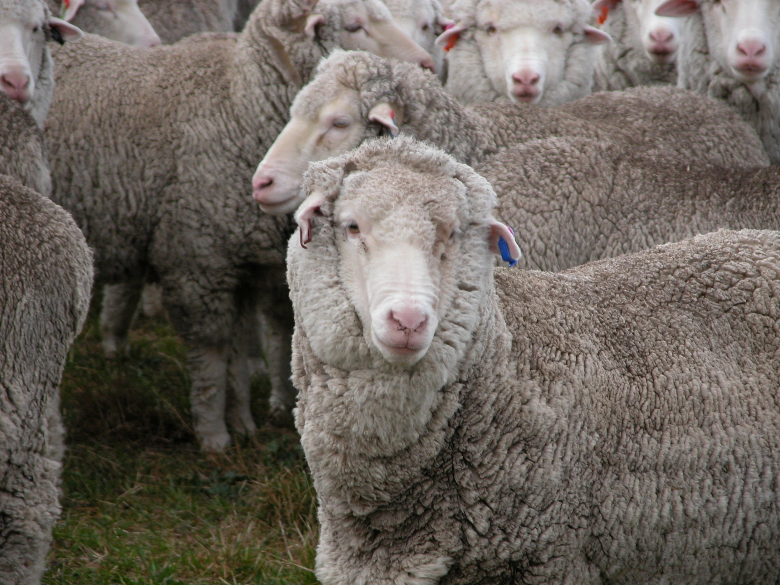 Old Leader (HRH) in her prime. Her leadership and knowledge are sorely missed. Because she was still very much the leader when she died, the mantle of leadership has not yet clearly been transferred. I notice the flock tends to move less in her absence, but on the other hand, they’re better about following me!
