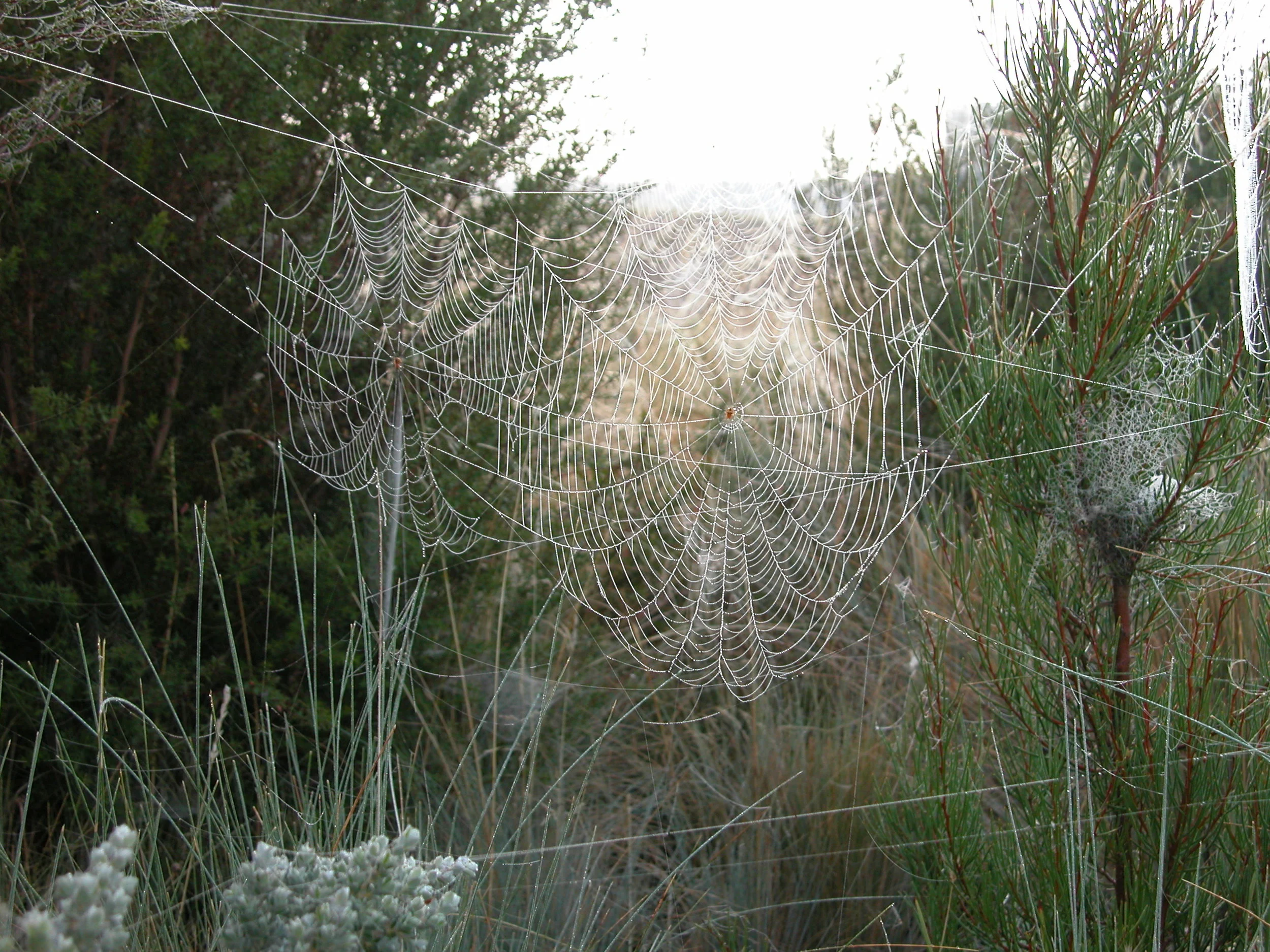 Dewy spider webs in the native garden around my house. This photo was taken in February 2013.