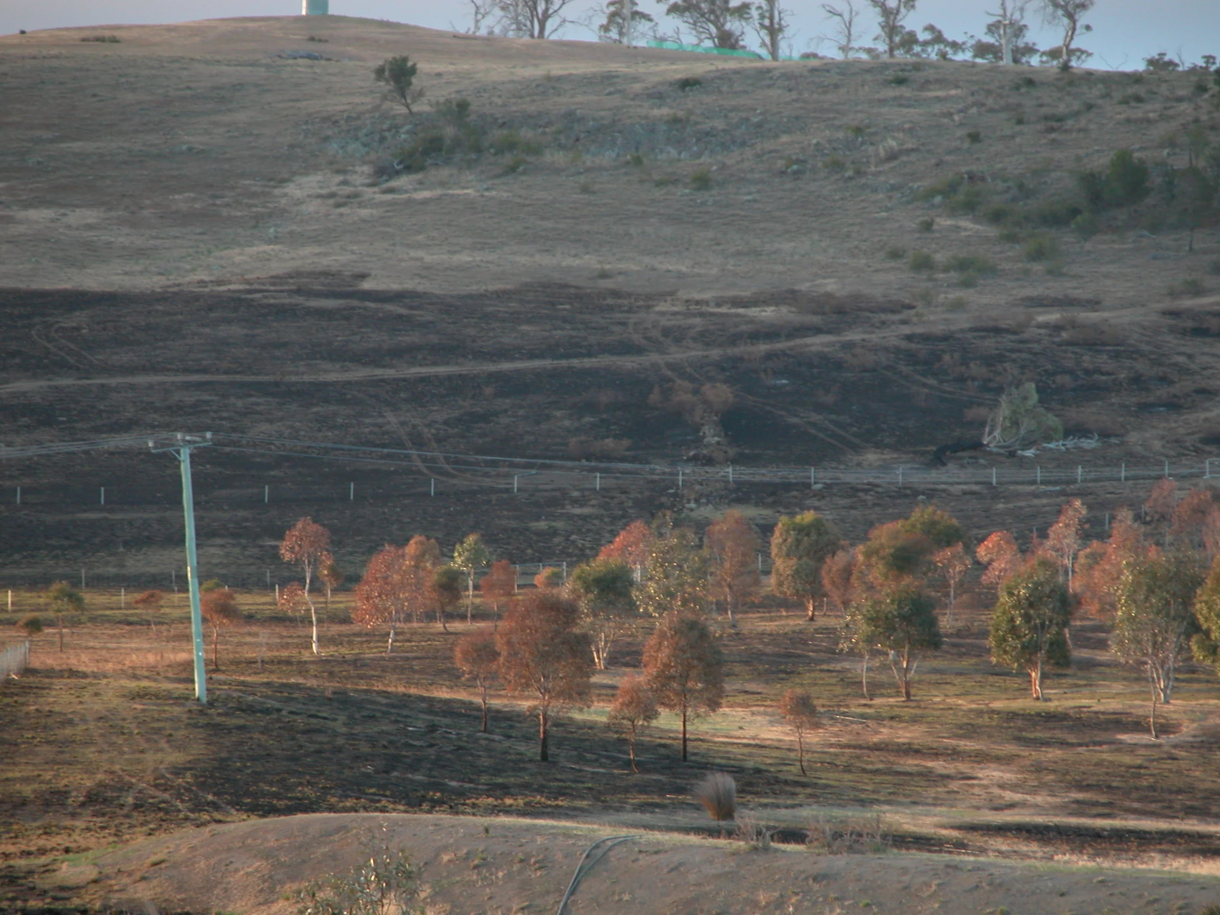 The 8-year-old revegetation area near the highway a week after the burn. DSCN0004