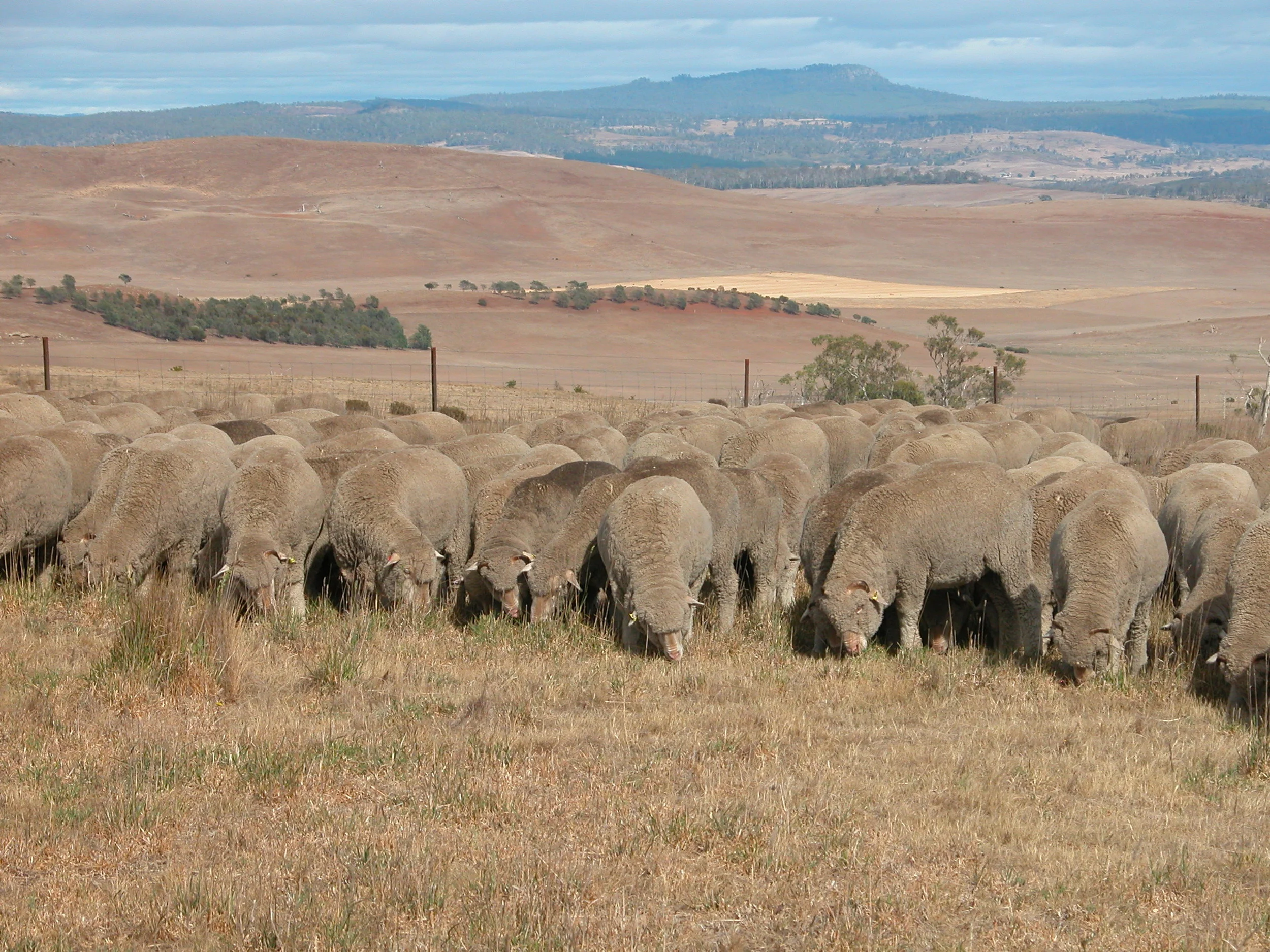 The flock grazing this morning. The landscape in the background is typical of the southern Midlands at this point–grazed to the ground. Ironically, the main reason the fire took hold so fiercely is because I’ve been conserving forage, so I actually had grass to burn. Sigh.