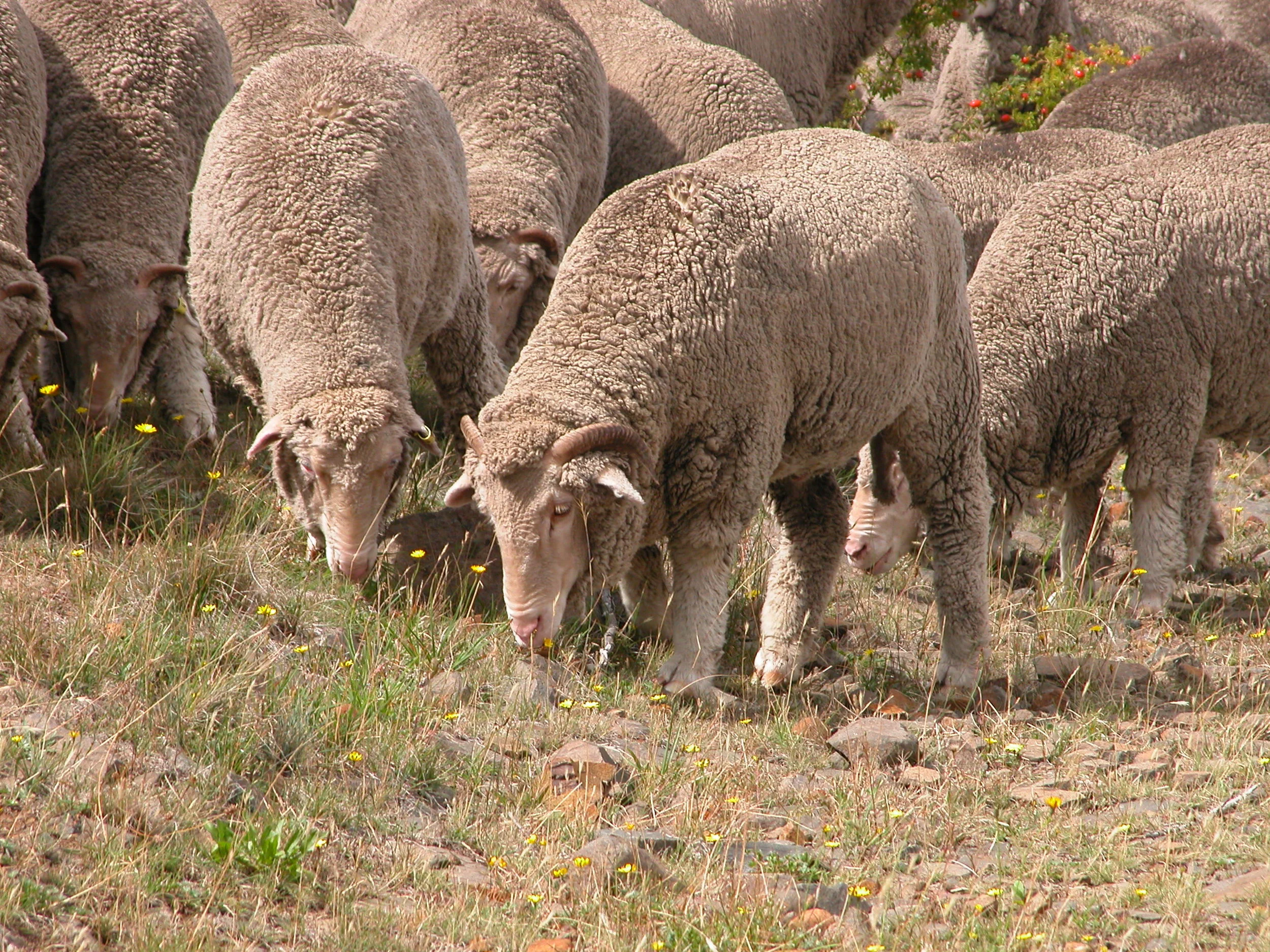 Horatio is often to be found at the front of the flock, at least when I’m leading. He’s a big, strong, smart wether. He could be the next flock leader. Or not. At 2 years old, he’s probably still a bit young to assume the mantle of leadership.