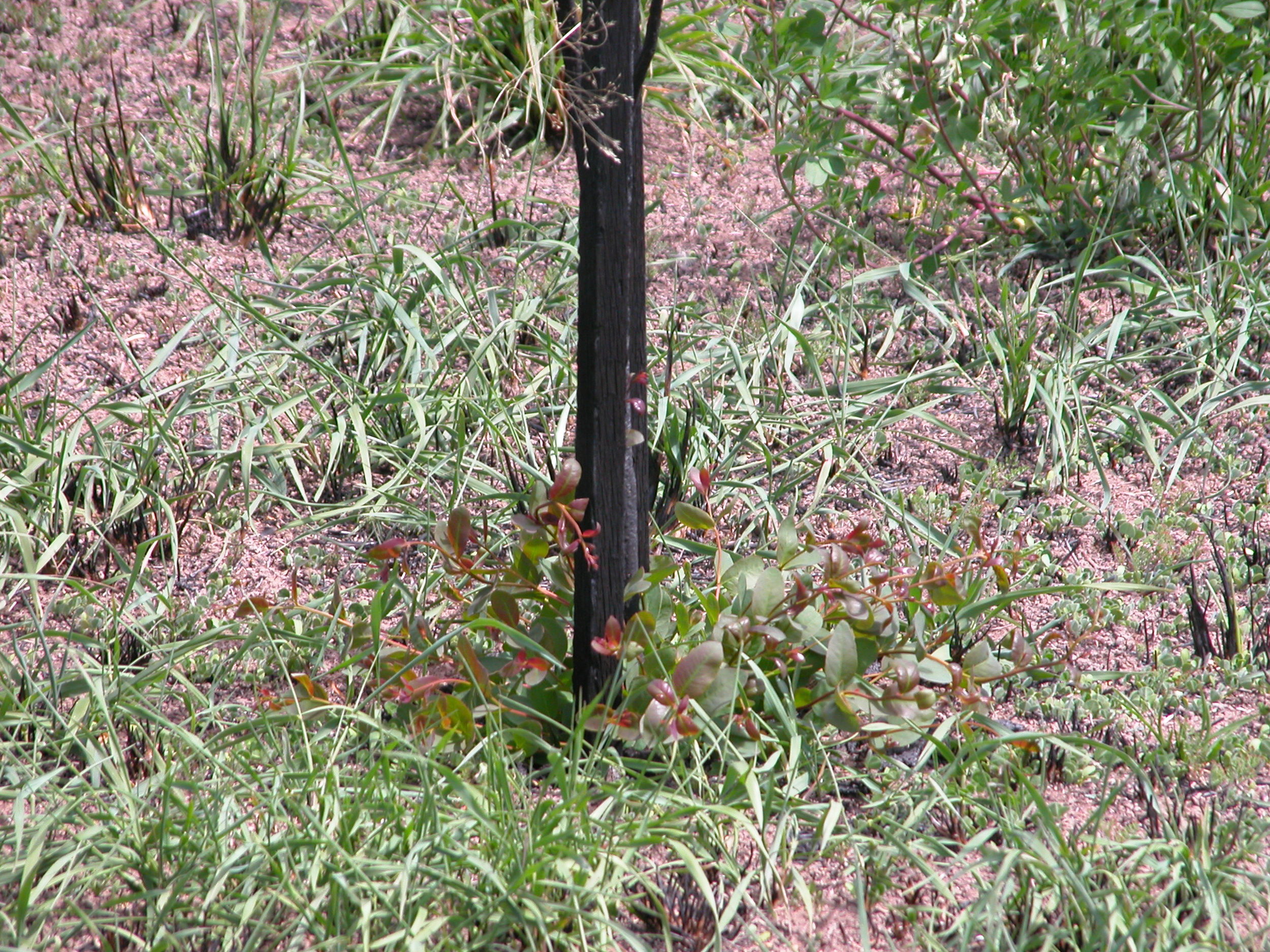 One of the 2-year old scorched eucalypts coppicing–regrowing from the basal node of the tree. Australian natives, at least the eucalypts, are pretty hard to kill, though these looked thoroughly dead after the fire.