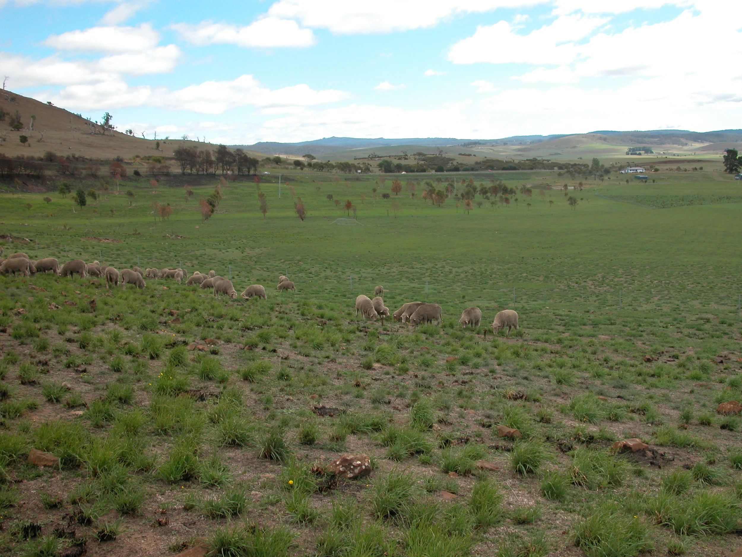 The burn area looking back toward the highway, where the fire started. The slope the sheep are grazing was part of the burn. This photo was taken 7 weeks after the fire.