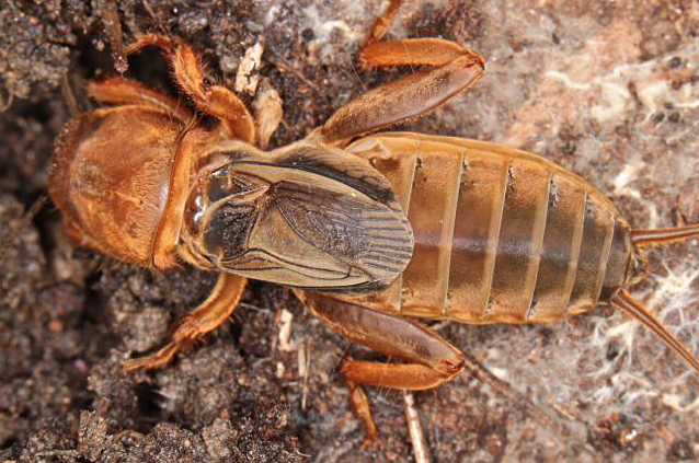 A Tasmanian mole cricket. It’s about 3.5 cm (1.5 inches) long.