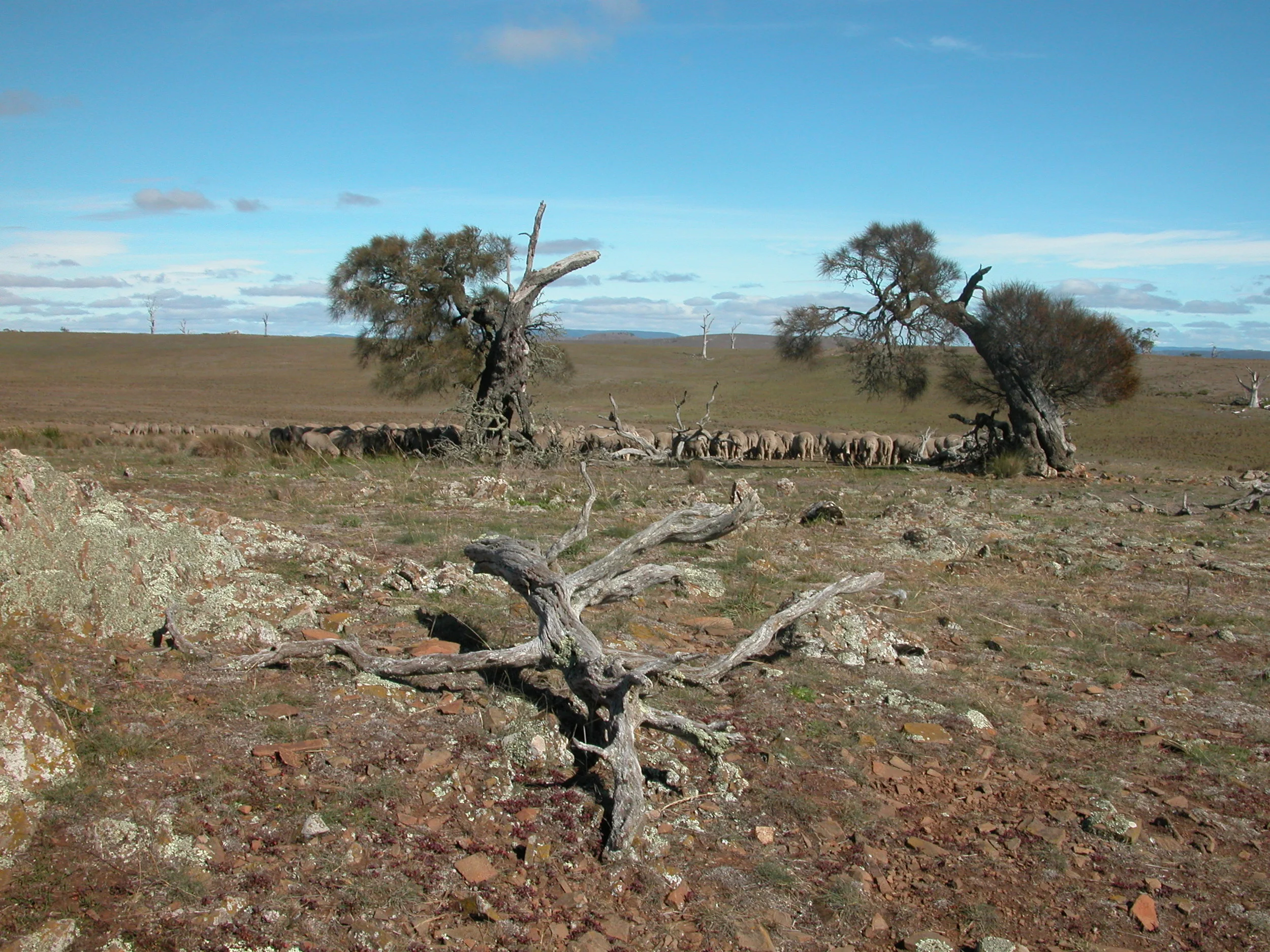 Stalled at the top of the hill, facing west. They were still resting and ruminating at noon when I left.