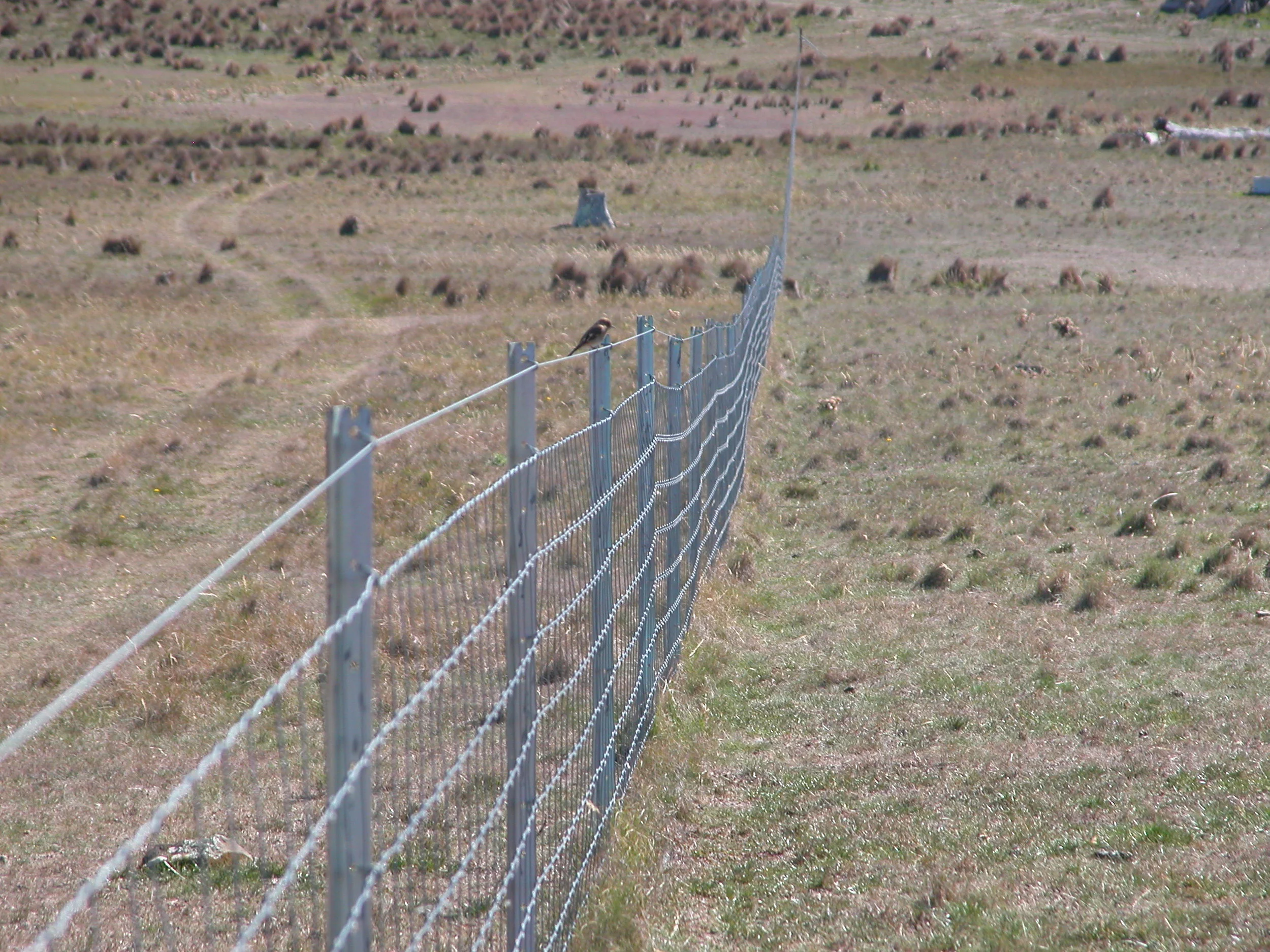 The first flame robins of the season were sighted today. This is a juvenile male (I think!)