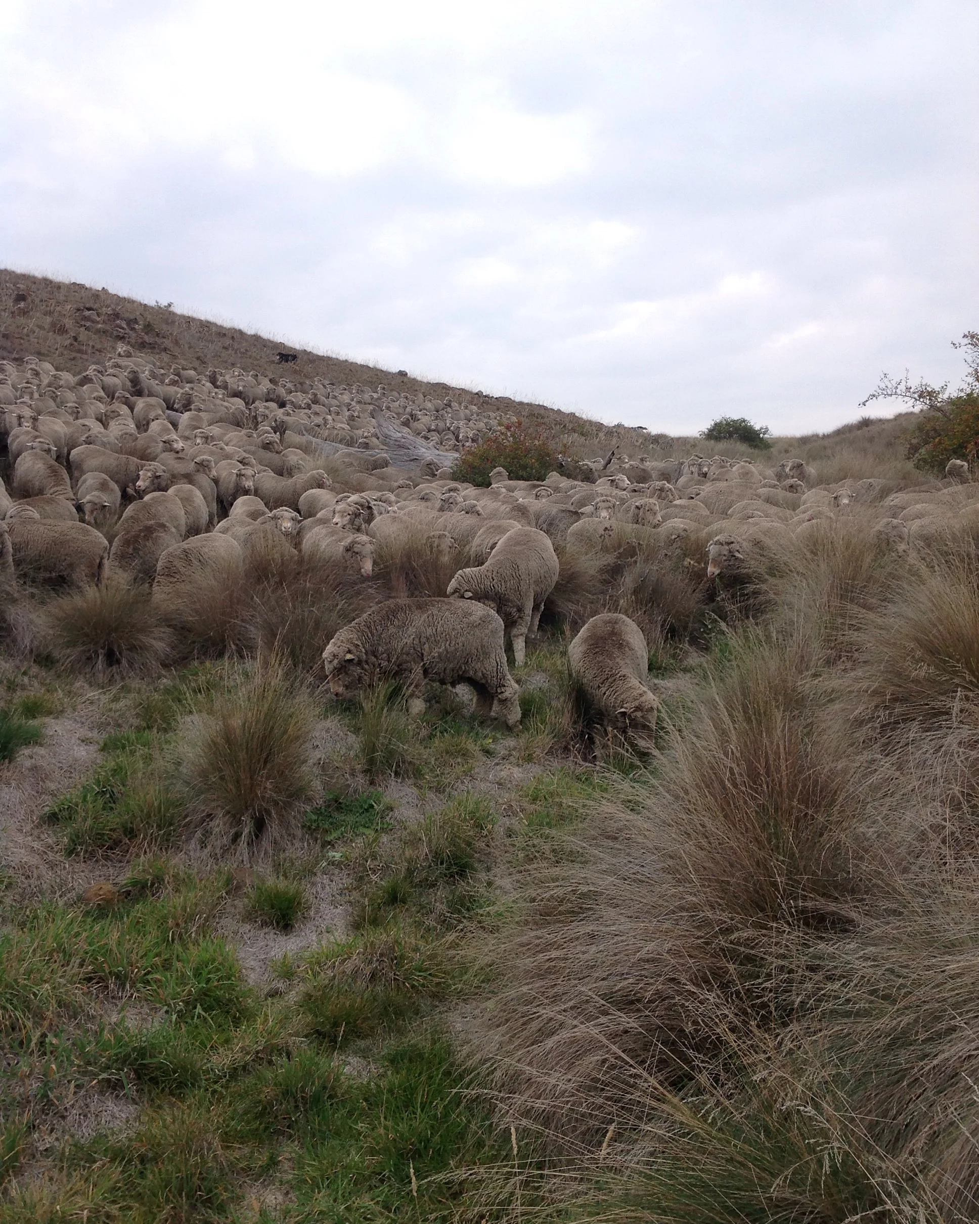P14: Ta-da! In the gully! They had a surprisingly good graze down in the gully and up either side.