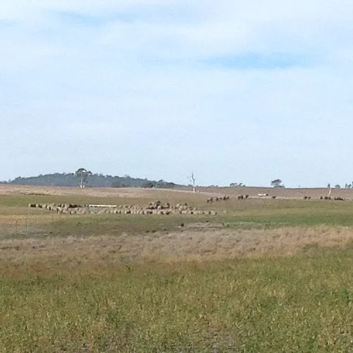 P2: Hehe. This looks like the sheep read the post and memorised the map--executing the eastern dashed arrow perfectly!
