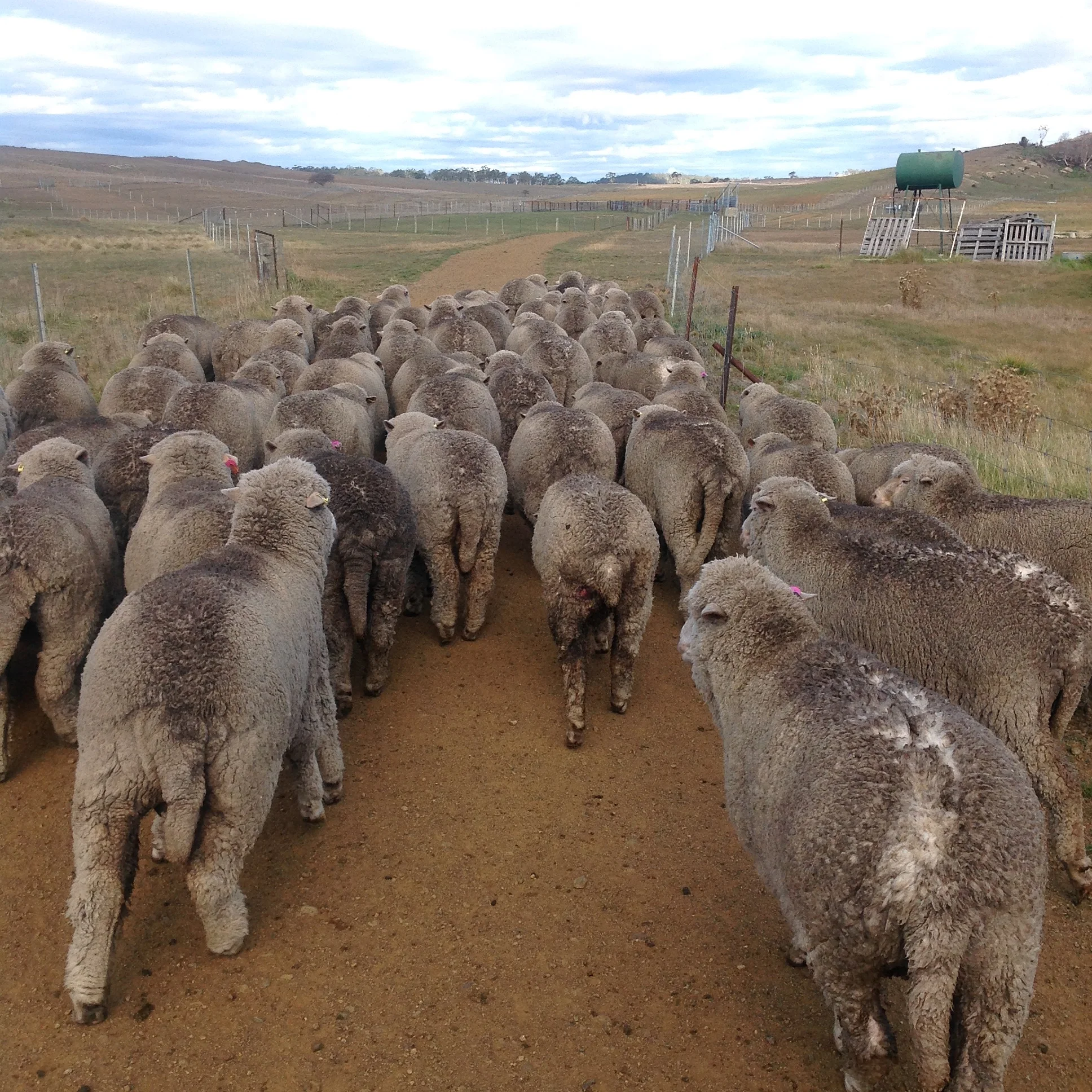 P6: The last lot heading back into the WG Grazing Area. The flystruck one is in the middle--all cleaned up and dosed twice. She should be fine, now. BTW, her short tail is not my doing; either she was born bob-tailed, or her mama may have chewed her little tail to get her to get up and drink.