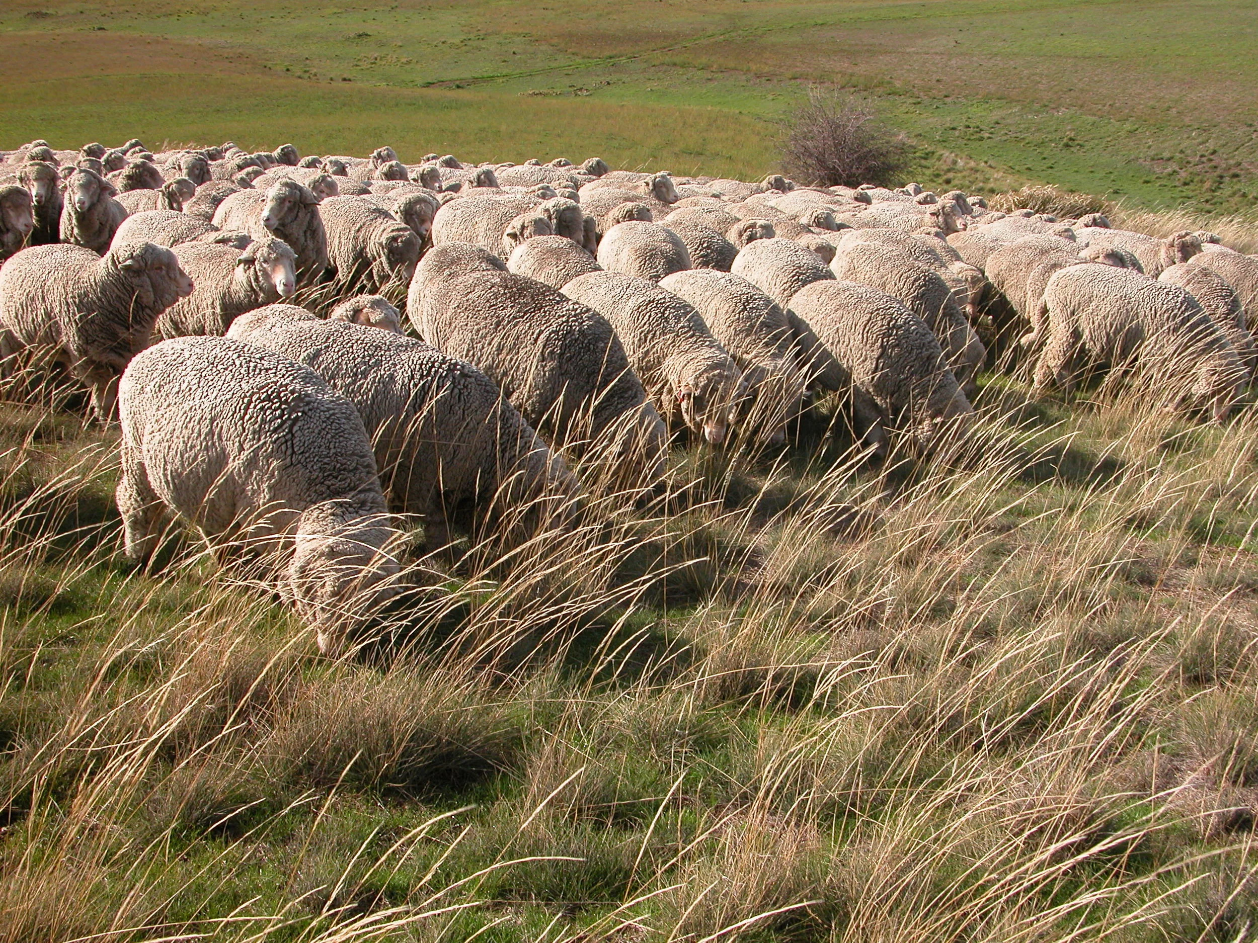 P3: After a couple of hours on lucerne, the native grass on the hill was apparently quite delectable--they took their time grazing up into the top of the Reserve.