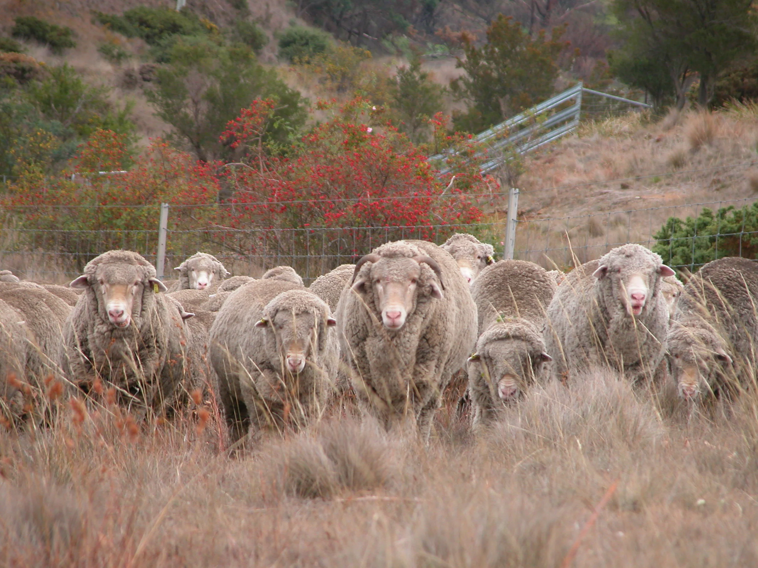 Horatio, my 3-year-old leader-in-waiting, looking very manly, in a recent shot.