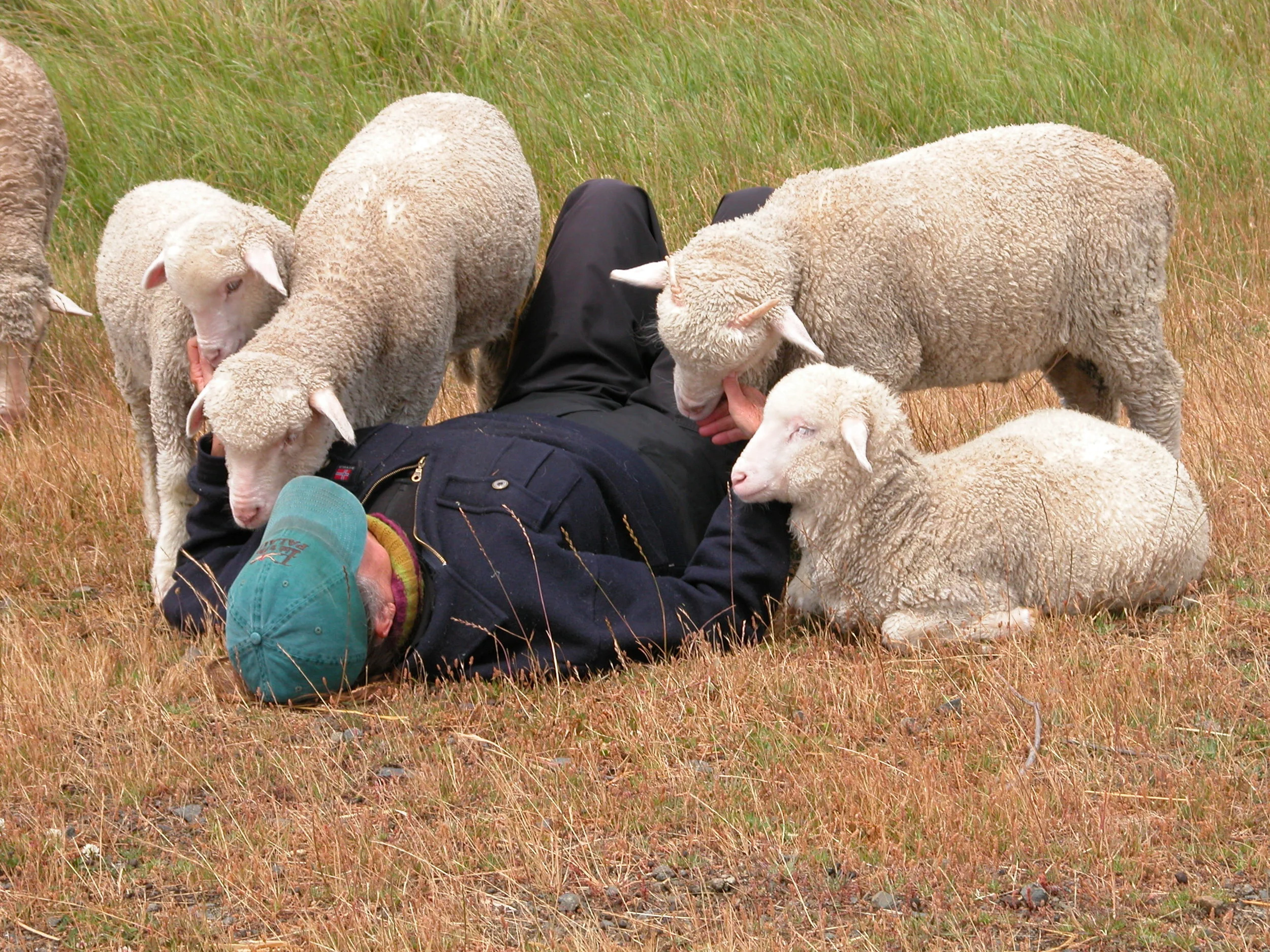 My pet lambs in January 2014. from Left to right: Georgie, Clara, Felix and Vicki. The ewe in the background is Sabrina, who lost her lamb but didn’t have any milk. Her job was to teach the pets how to be proper sheep until they were old enough to go back into the flock.