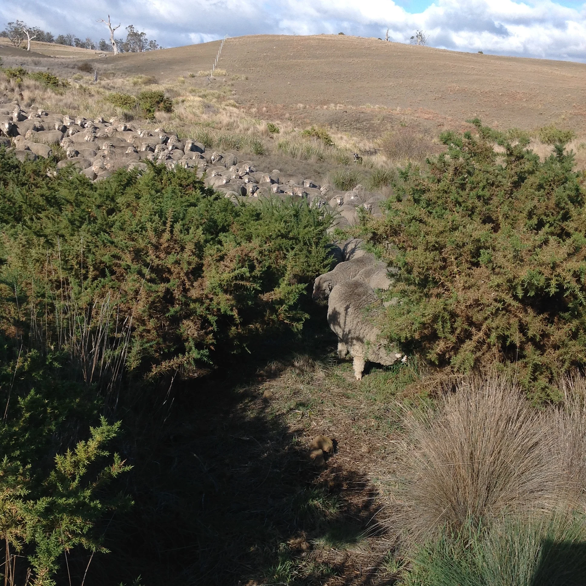 P6: The one very narrow track through the gorse at the bottom of the gully. They followed me through!