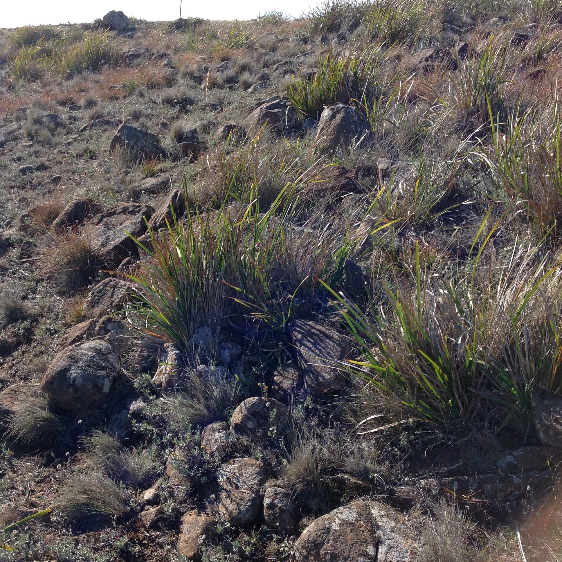 P8: An almost completely native bank. This is why it's a bio-diverse reserve.