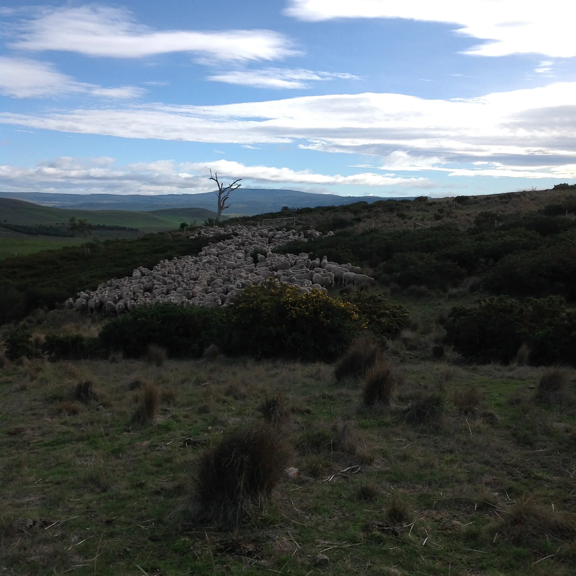 P3: End of the track for this morning. There's a water trough hidden in the gorse toward the back of the flock, but otherwise this is a dead end--impassable gorse ahead. We'll leave them here to graze back out of the Reserve at their leisure.
