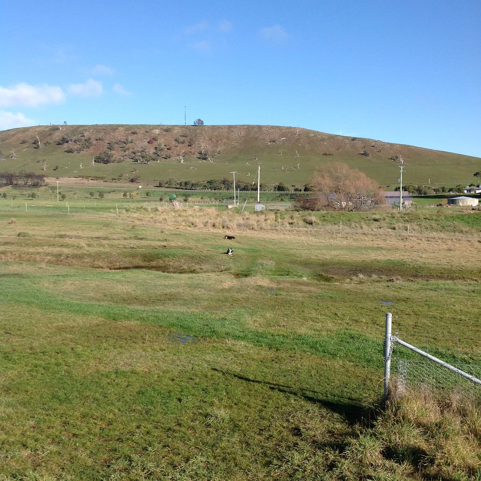 P1: Janie and Chance holding position as I walk to the flock. Oops, Jane just broke the "hold" to see what's taking me so long!