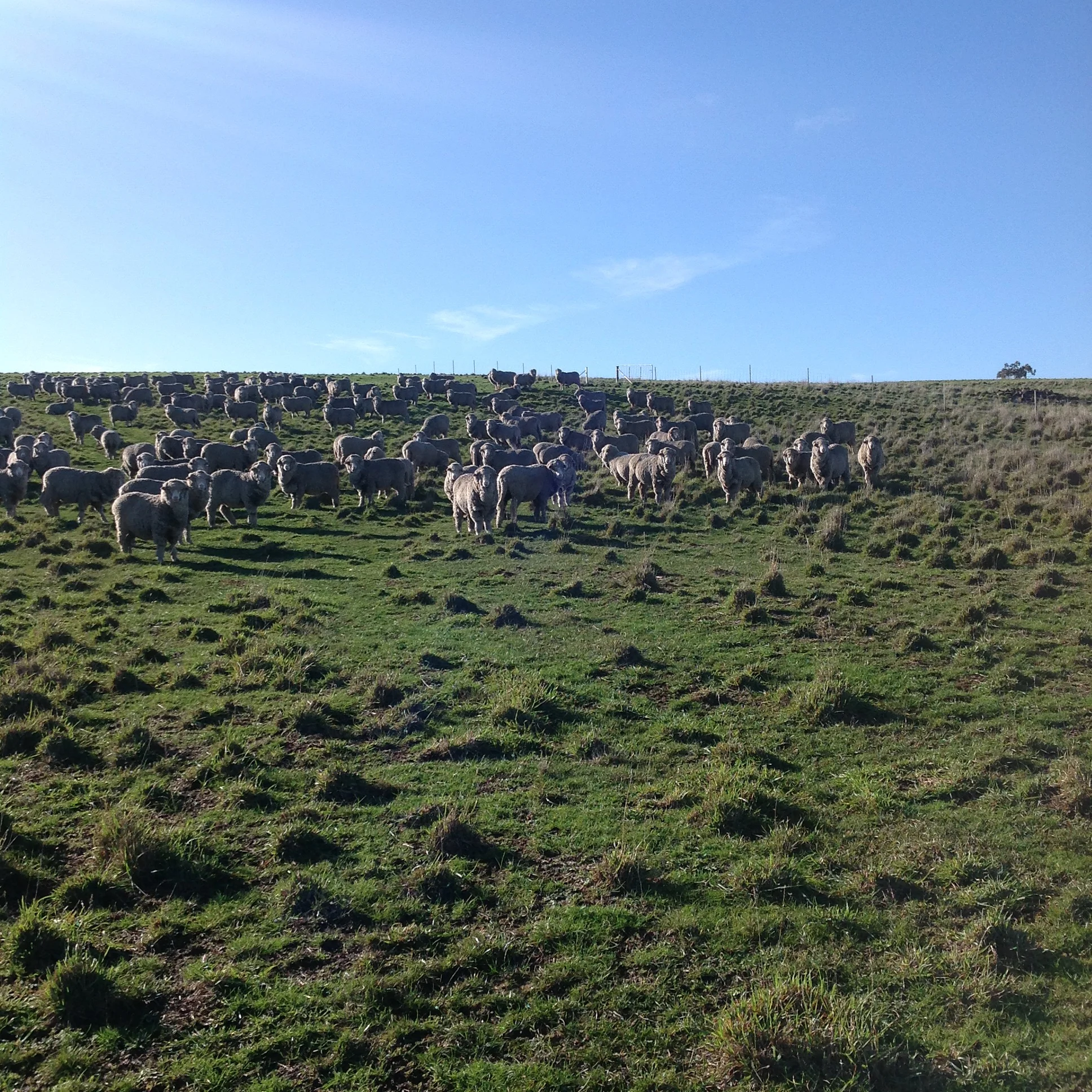 P2: Pickup. With the dogs back 100m or so I can walk right in to the flock. Once I'm through the flock, I'll get them to follow with just the lightest pressure from the dogs at the back. At least, that's the idea ;-)